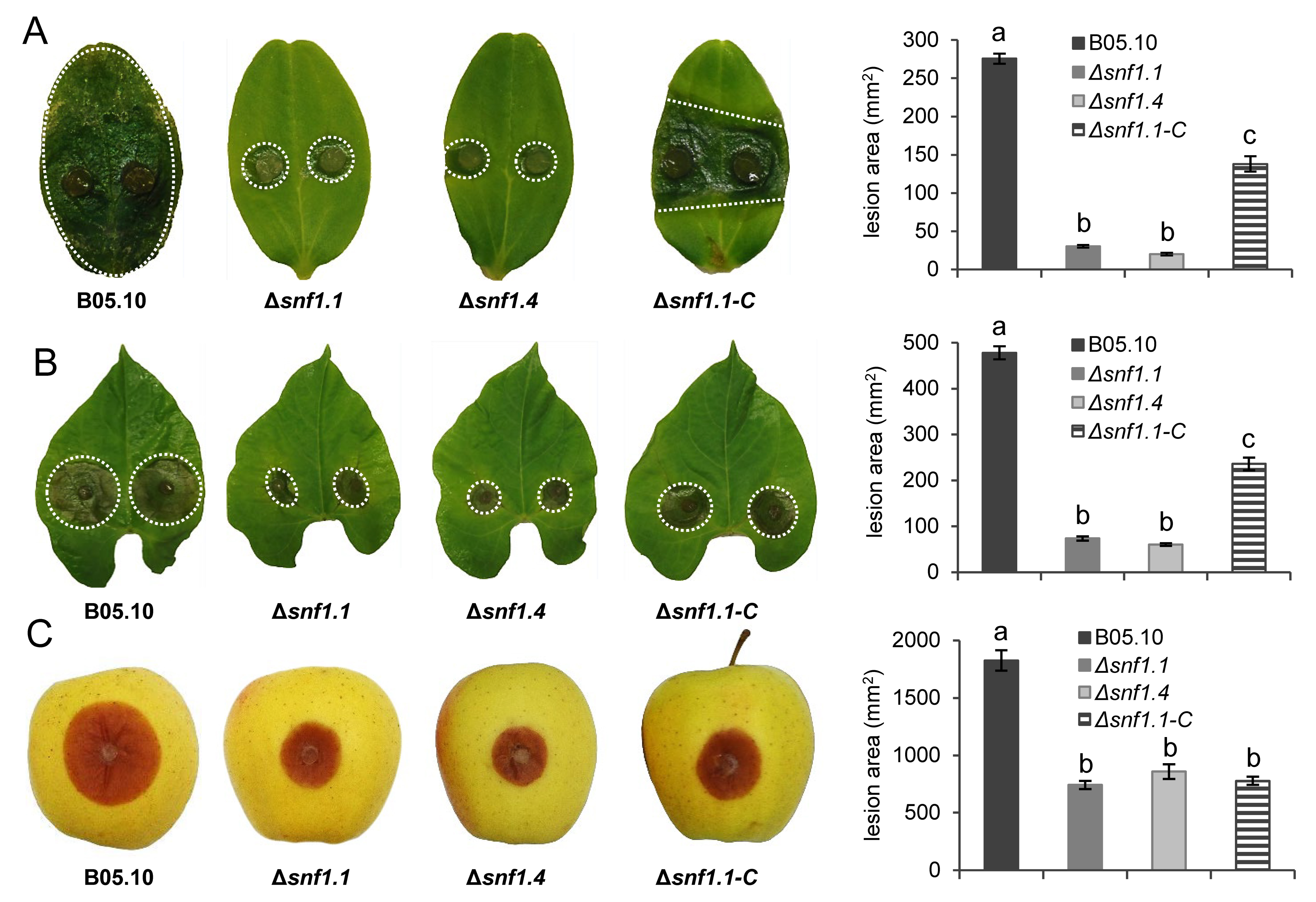 Microorganisms 10 00444 g004