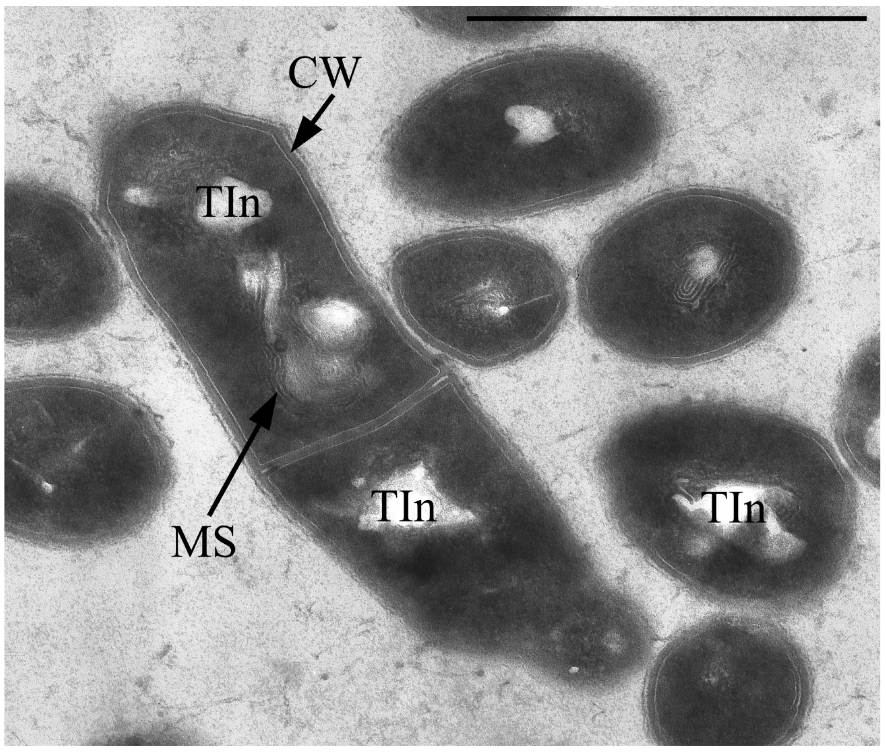 Microorganisms 10 00465 g003 Microorganisms 10 00465 g003