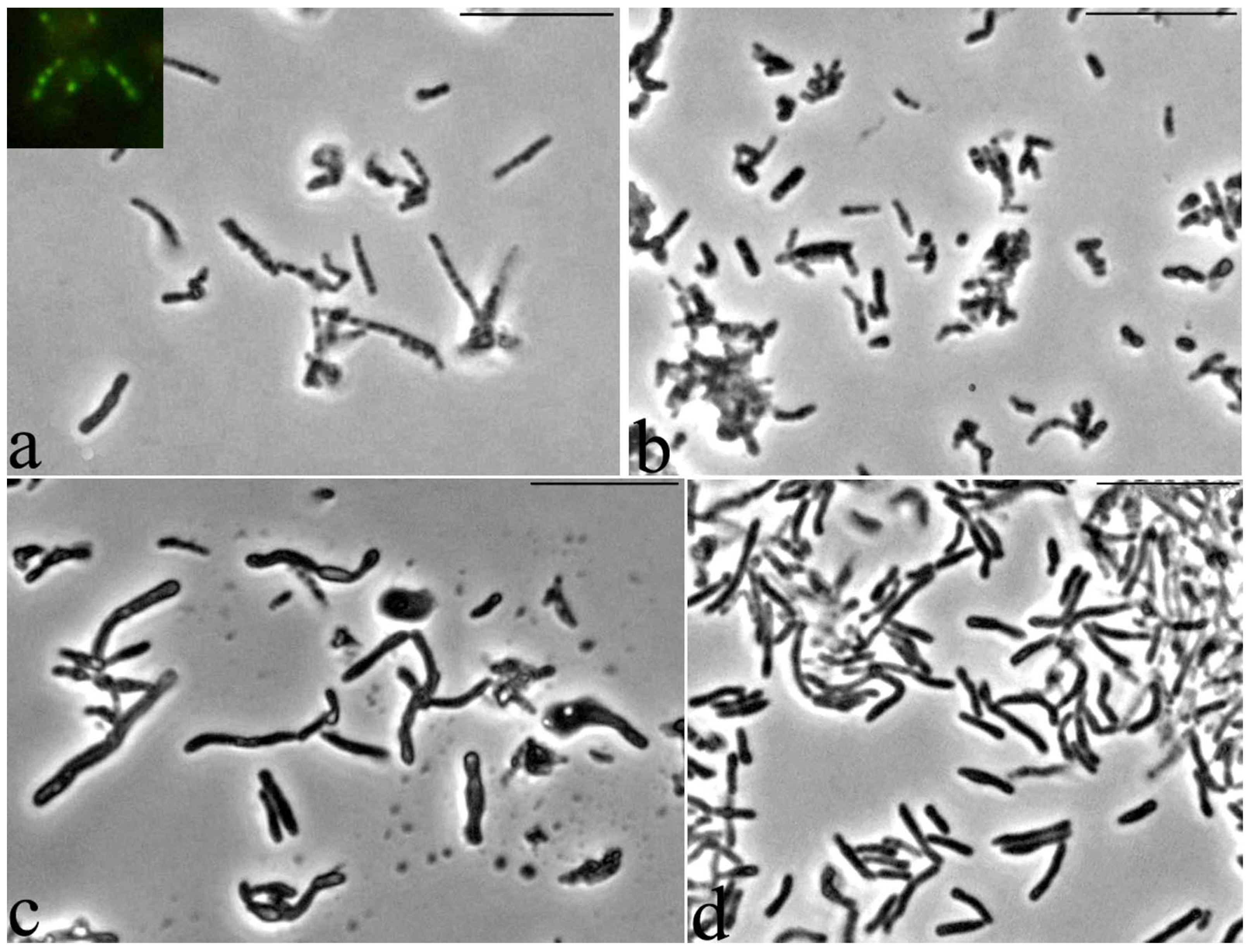 Microorganisms 10 00465 g008 Microorganisms 10 00465 g008