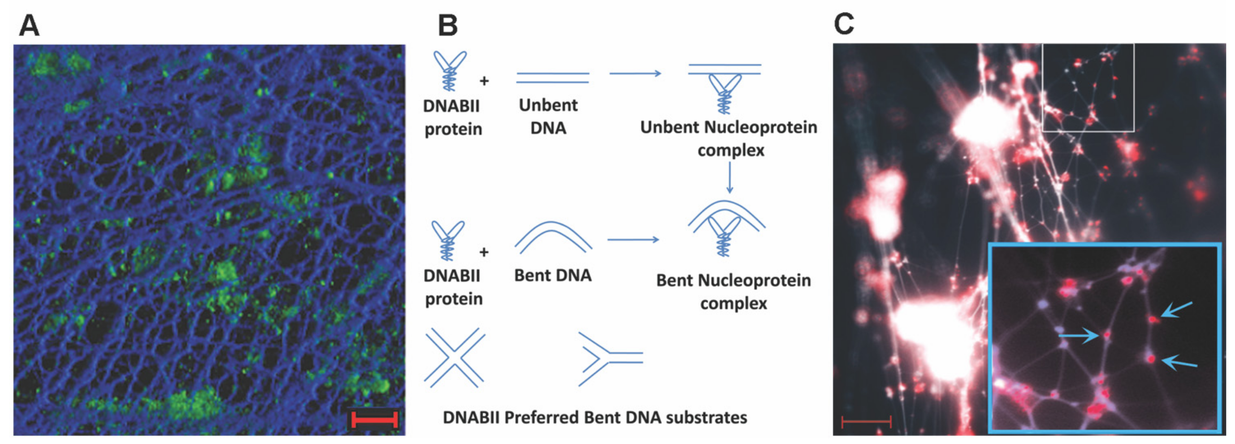 Microorganisms 10 00466 g001