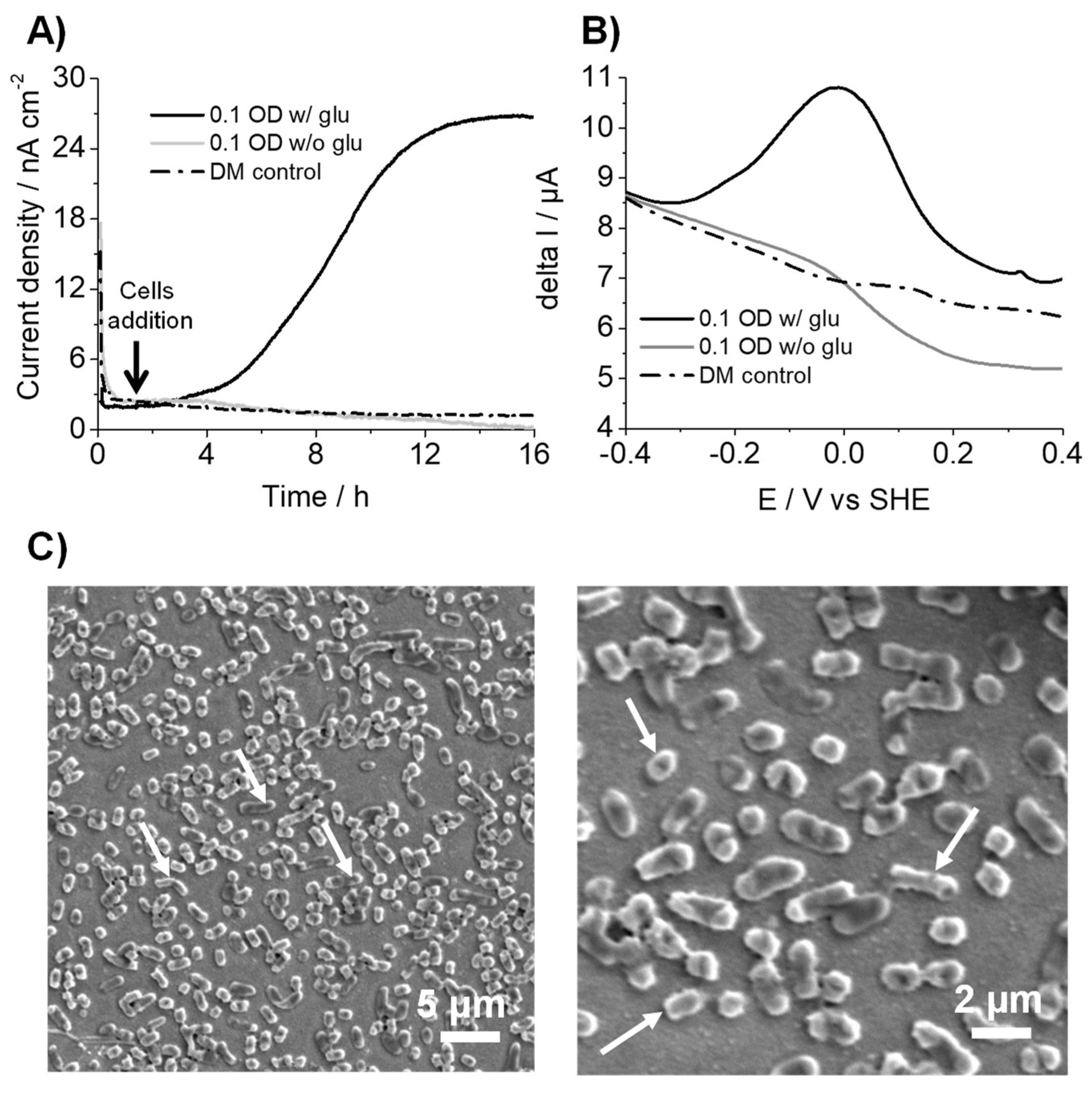 Microorganisms 10 00472 g001