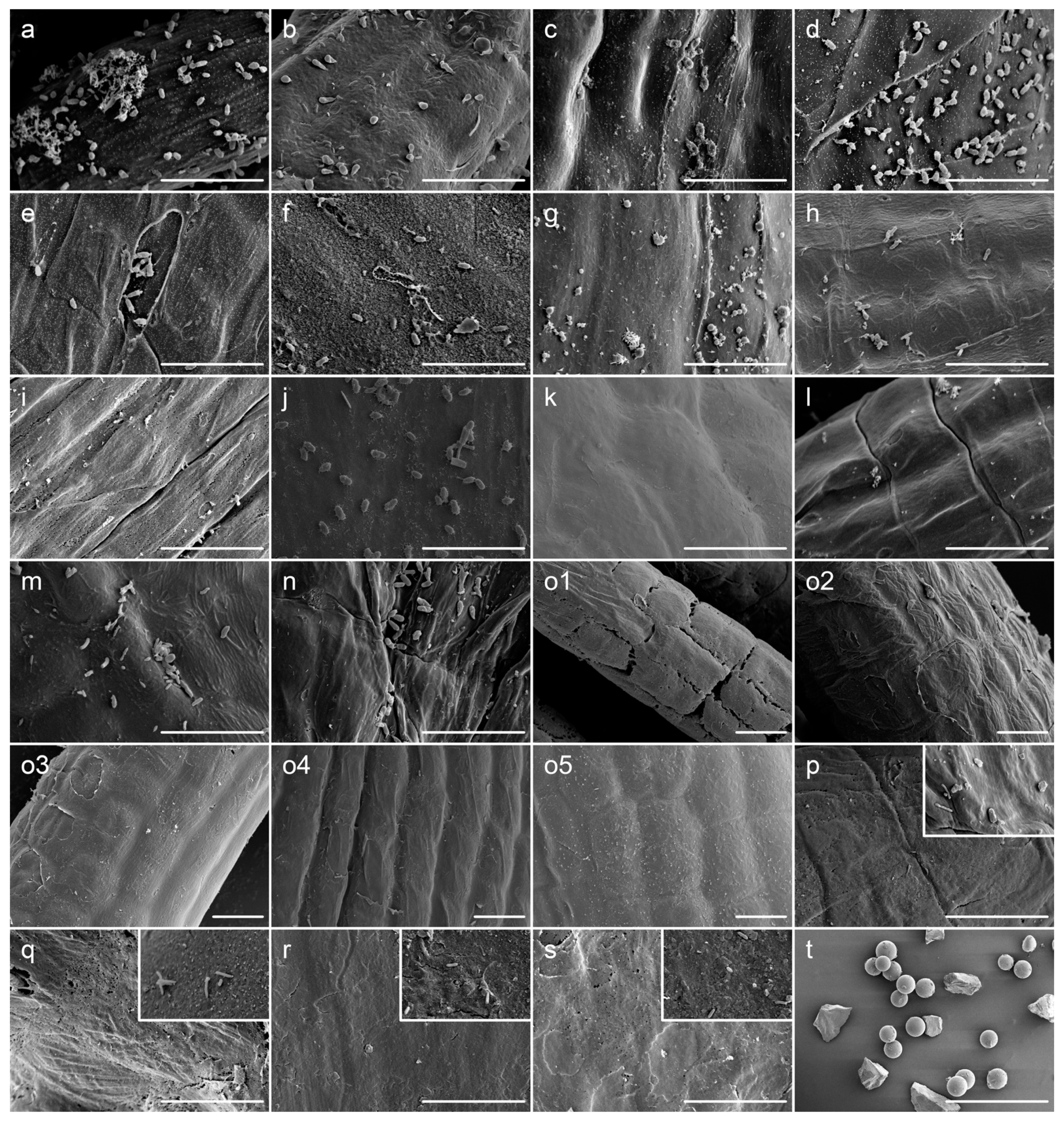 Microorganisms 10 00476 g001