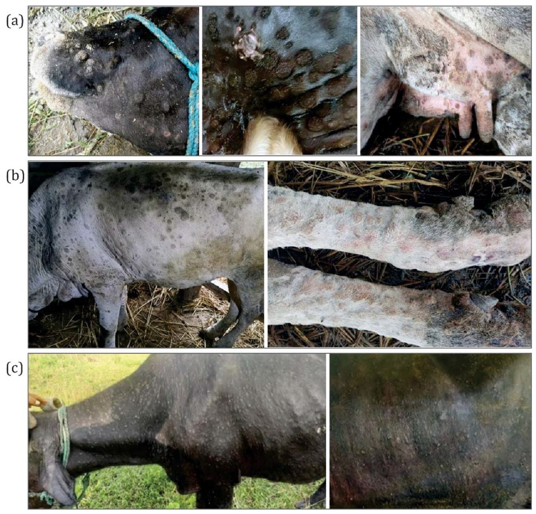 Microorganisms 10 00539 g002