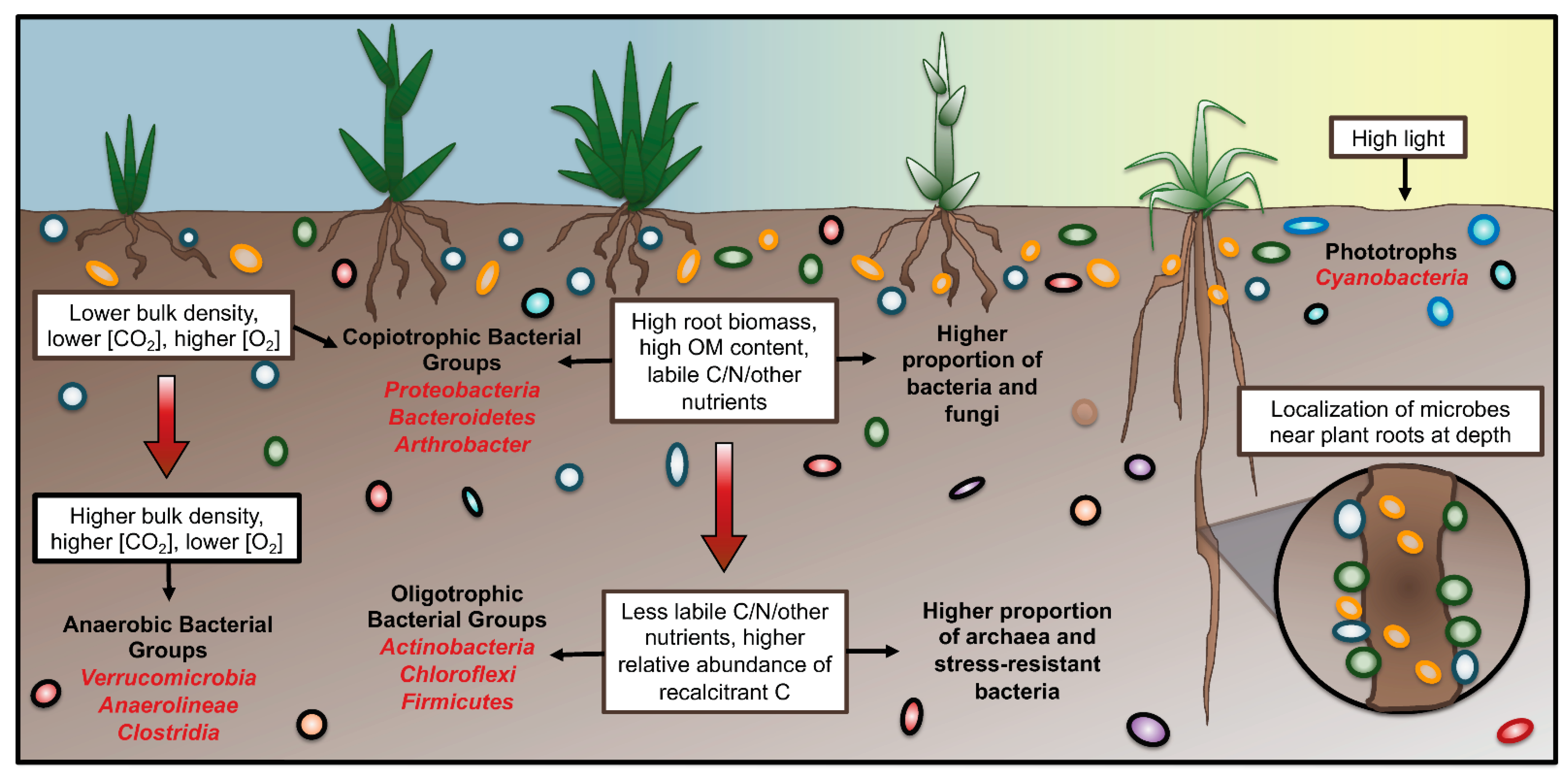Microorganisms 10 00540 g001