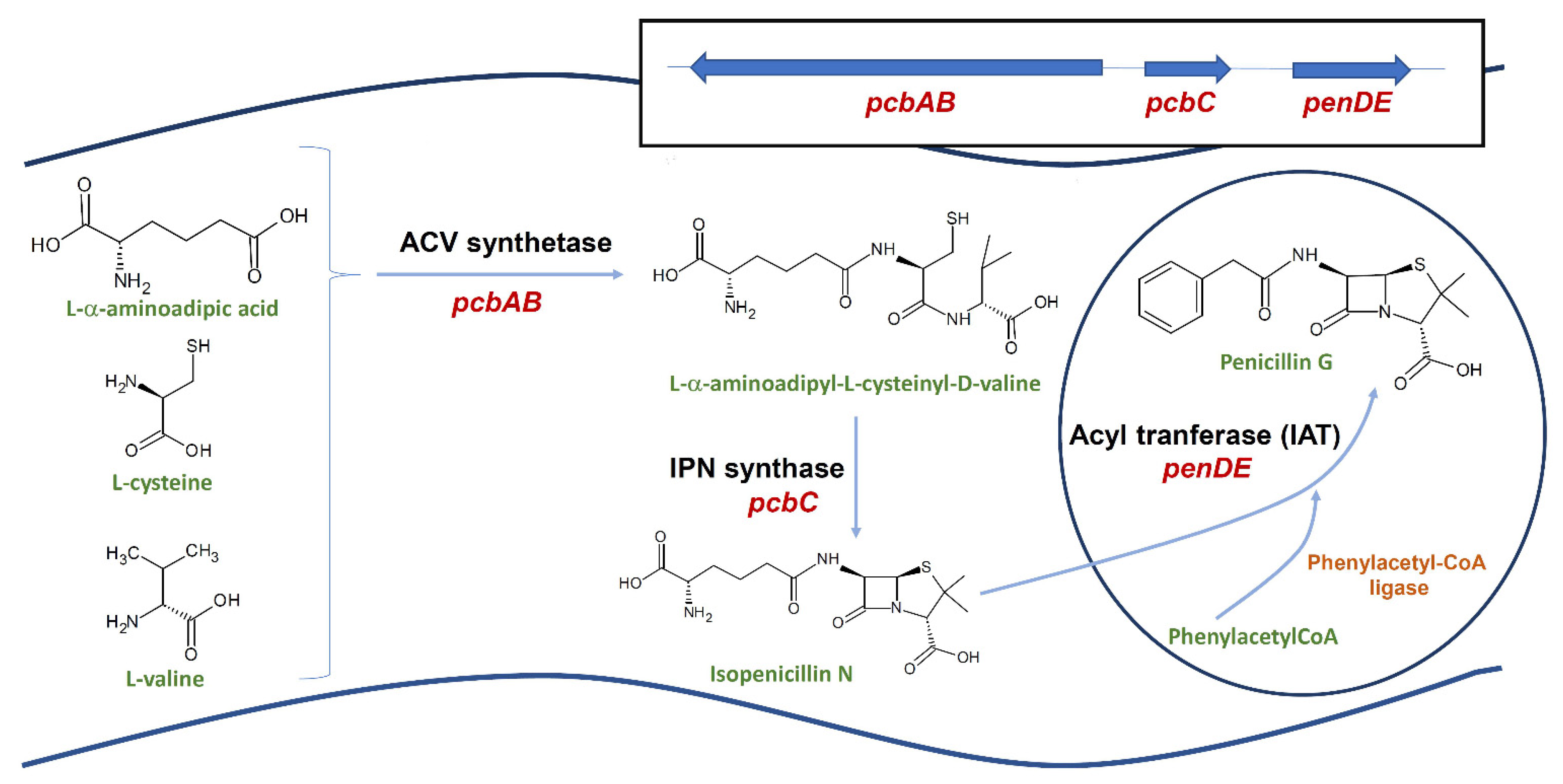 Microorganisms 10 00573 g001