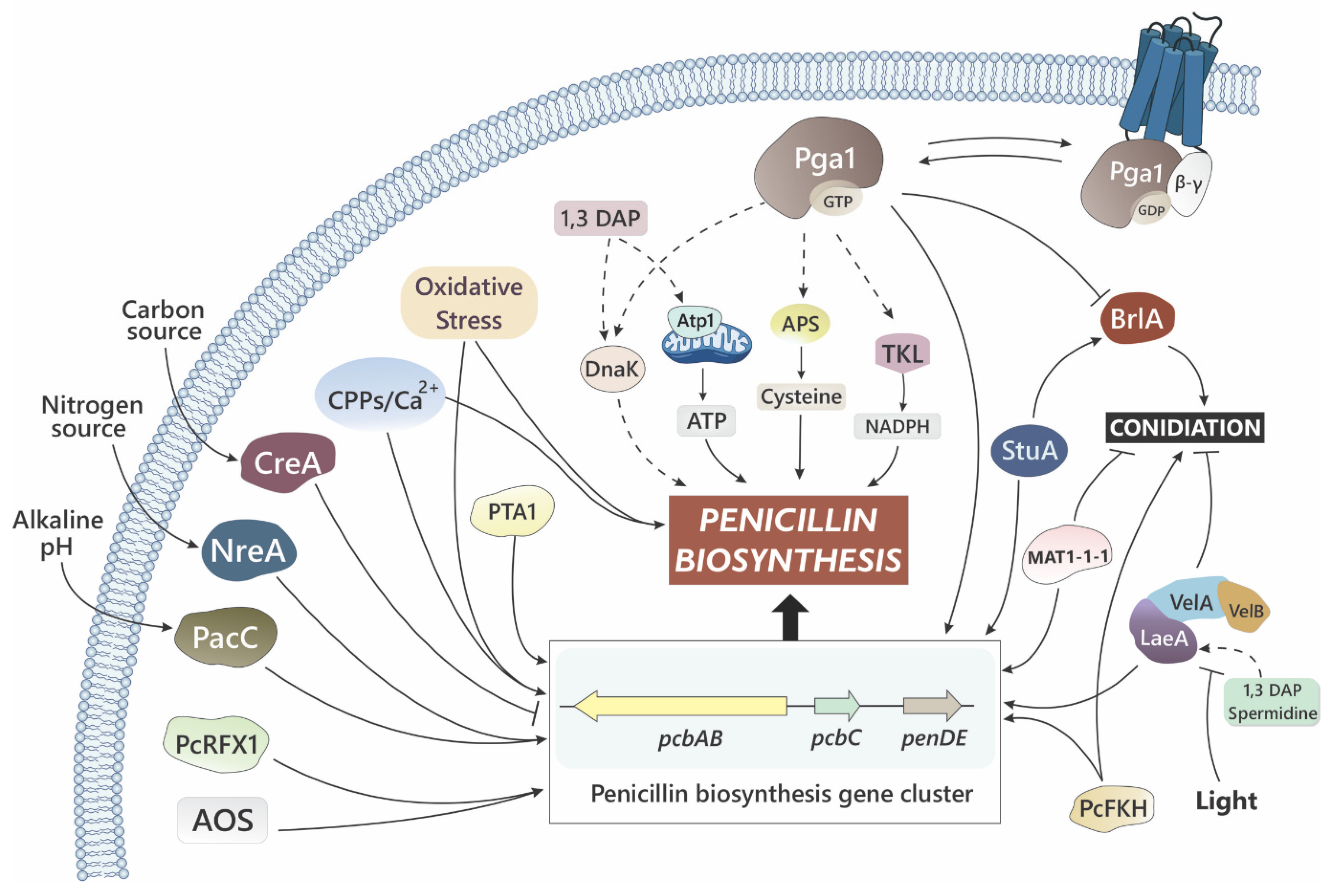Microorganisms 10 00573 g003