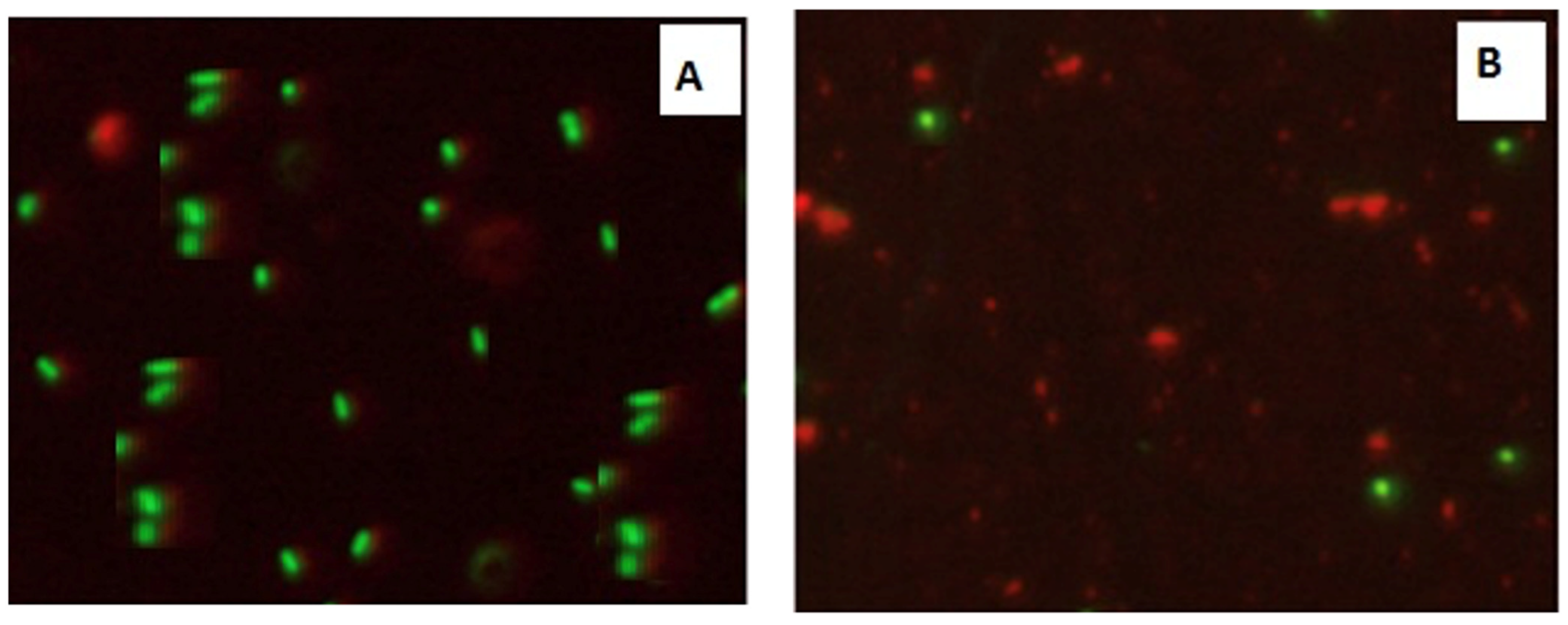 Microorganisms 10 00581 g013