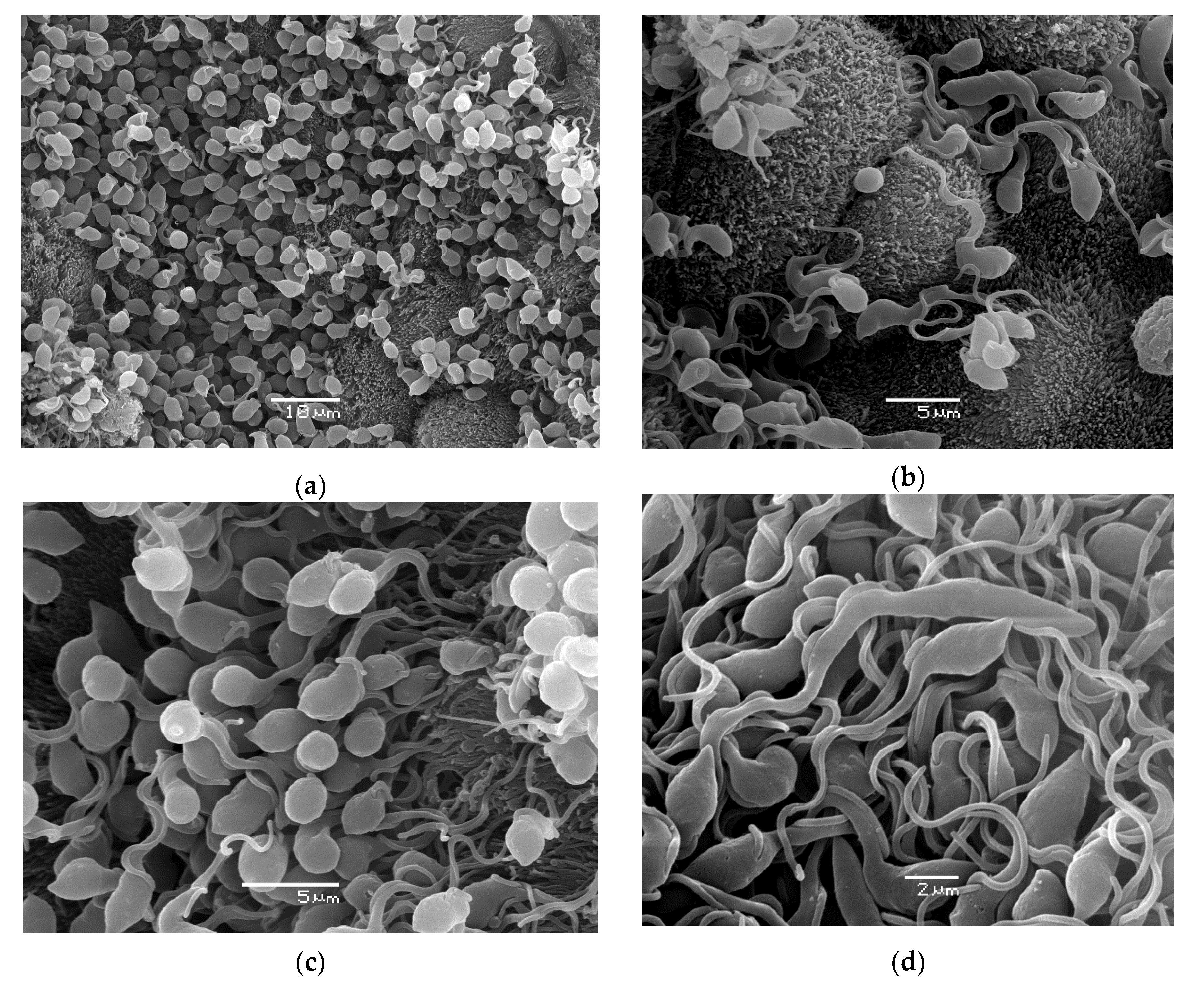 Microorganisms 10 00584 g004