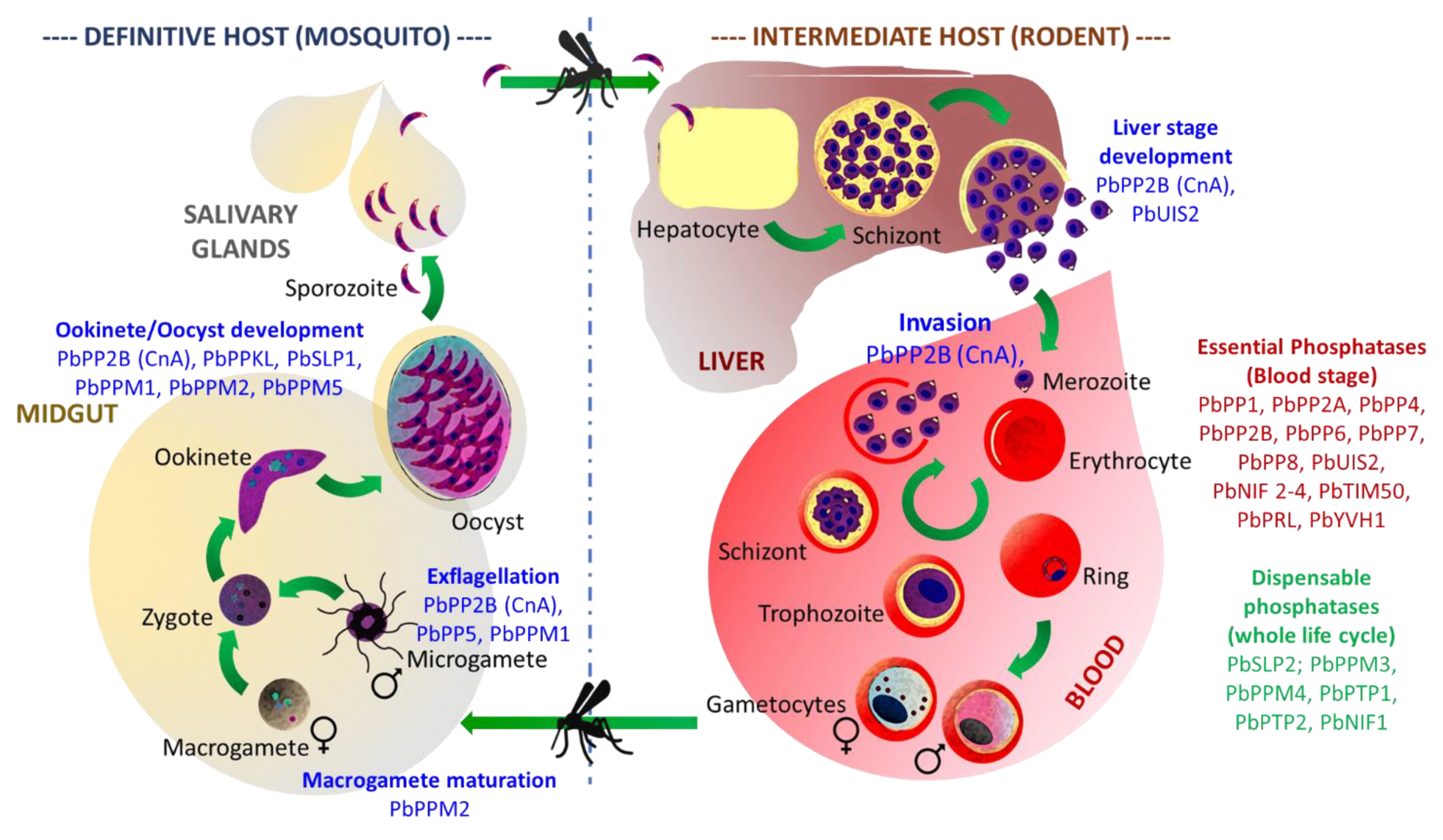 Microorganisms 10 00585 g004