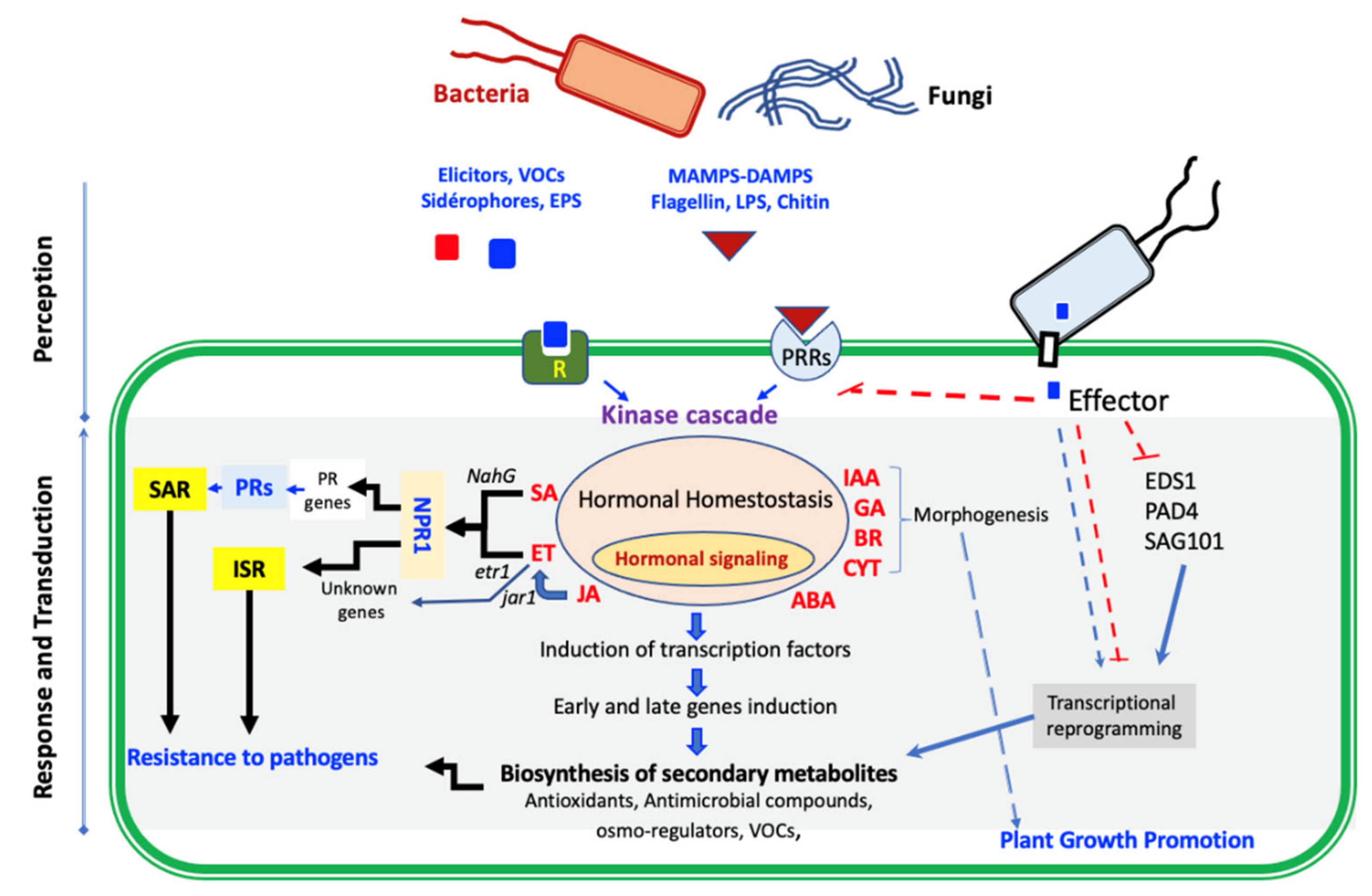 Microorganisms 10 00596 g003