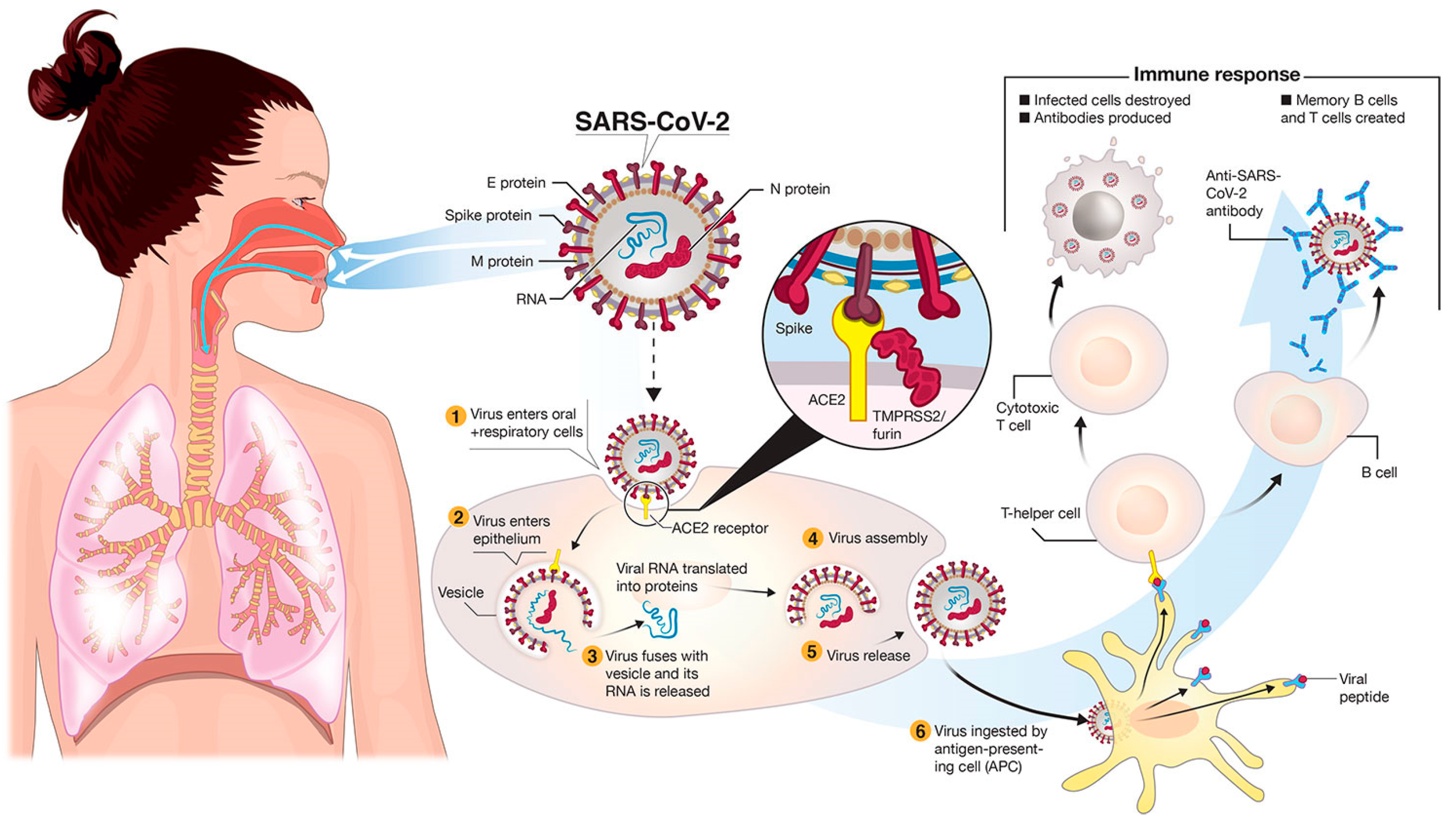 Microorganisms 10 00598 g001