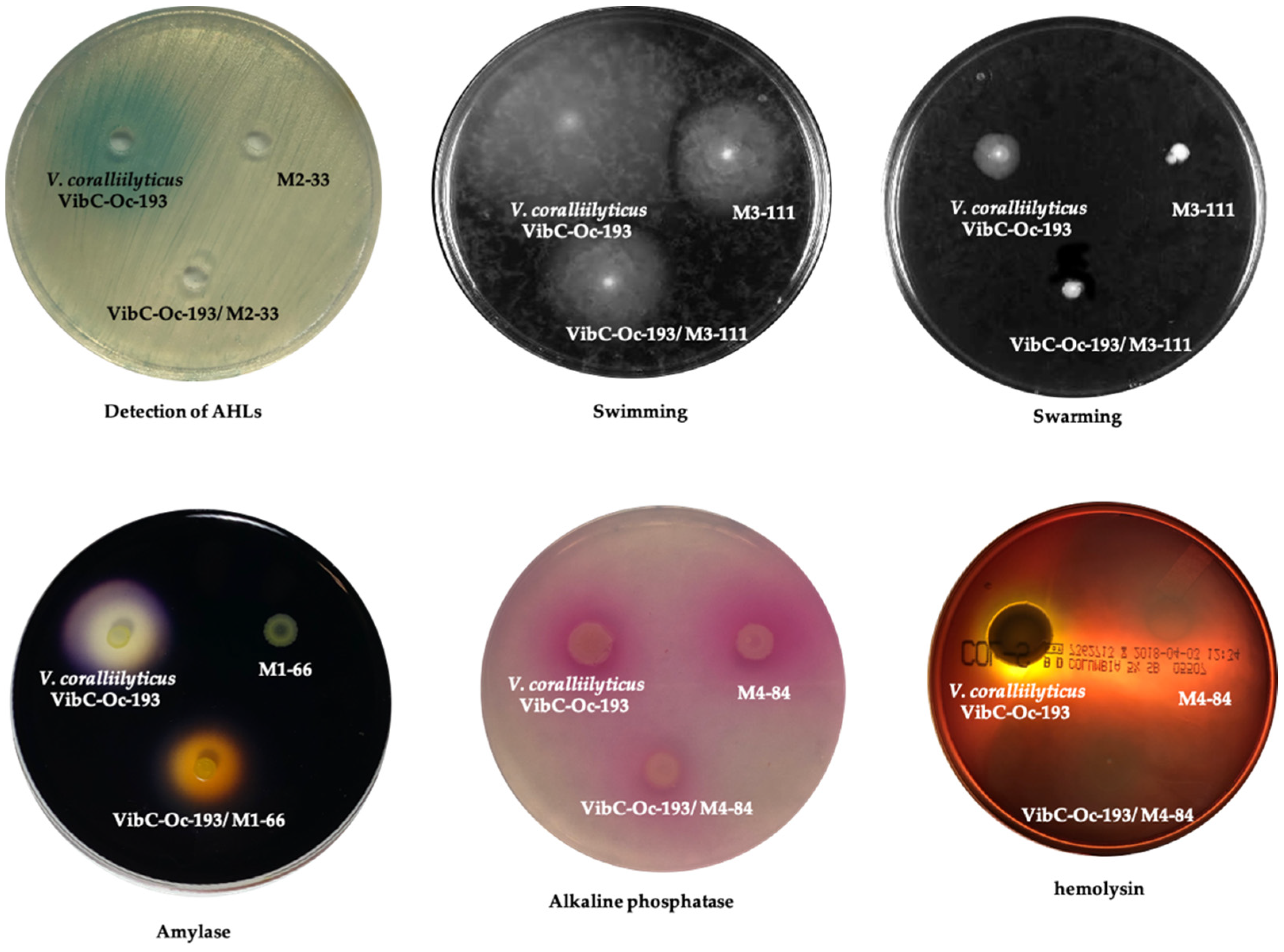 Microorganisms 10 00631 g002