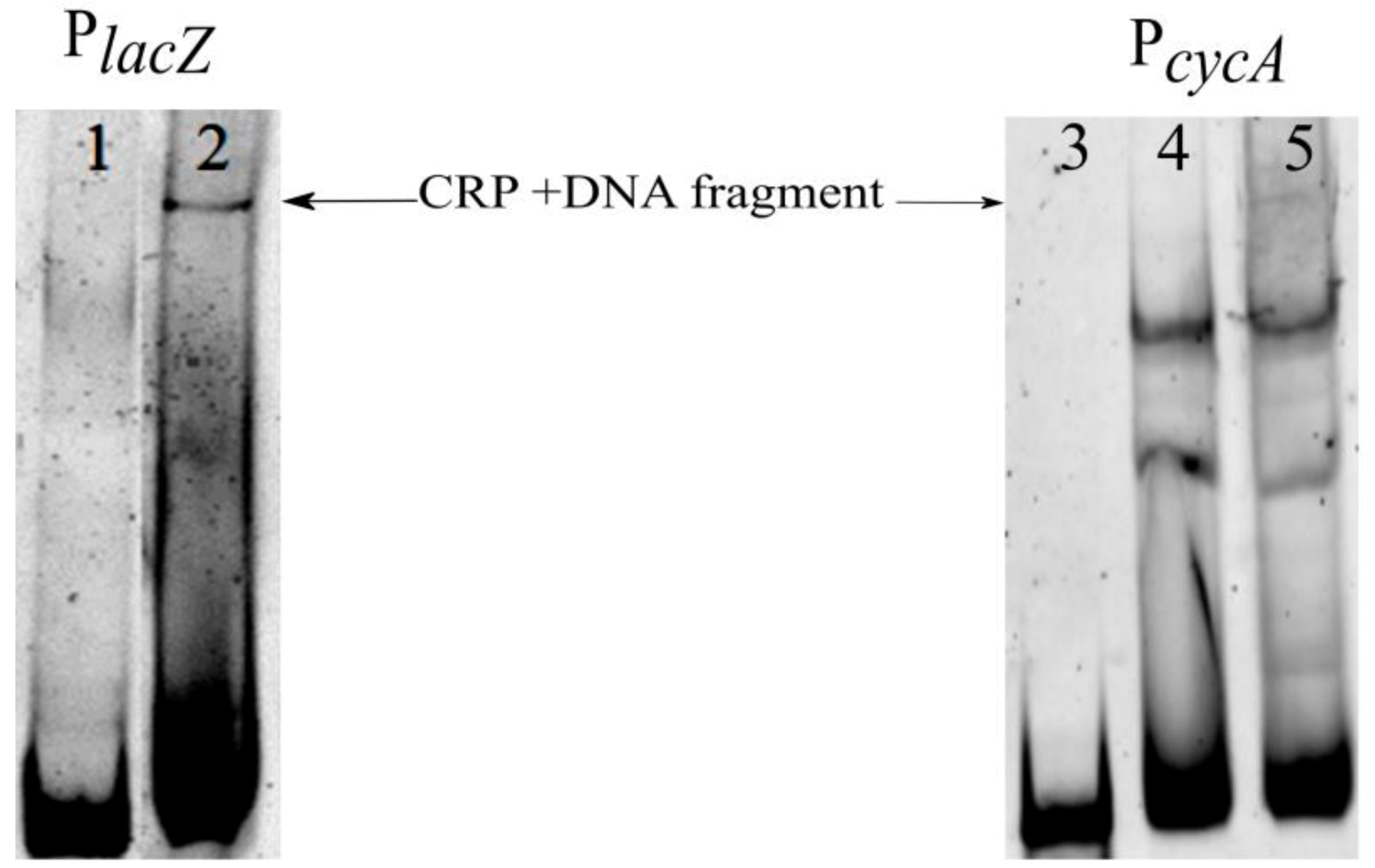 Microorganisms 10 00647 g009 Microorganisms 10 00647 g009