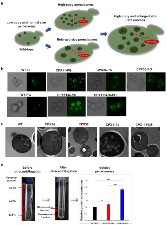 Microorganisms 10 00650 g001