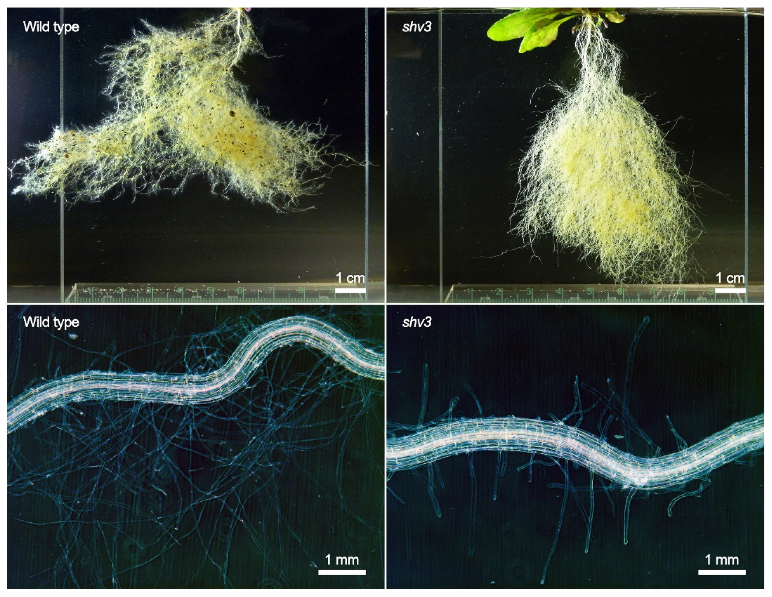 Microorganisms 10 00660 g004