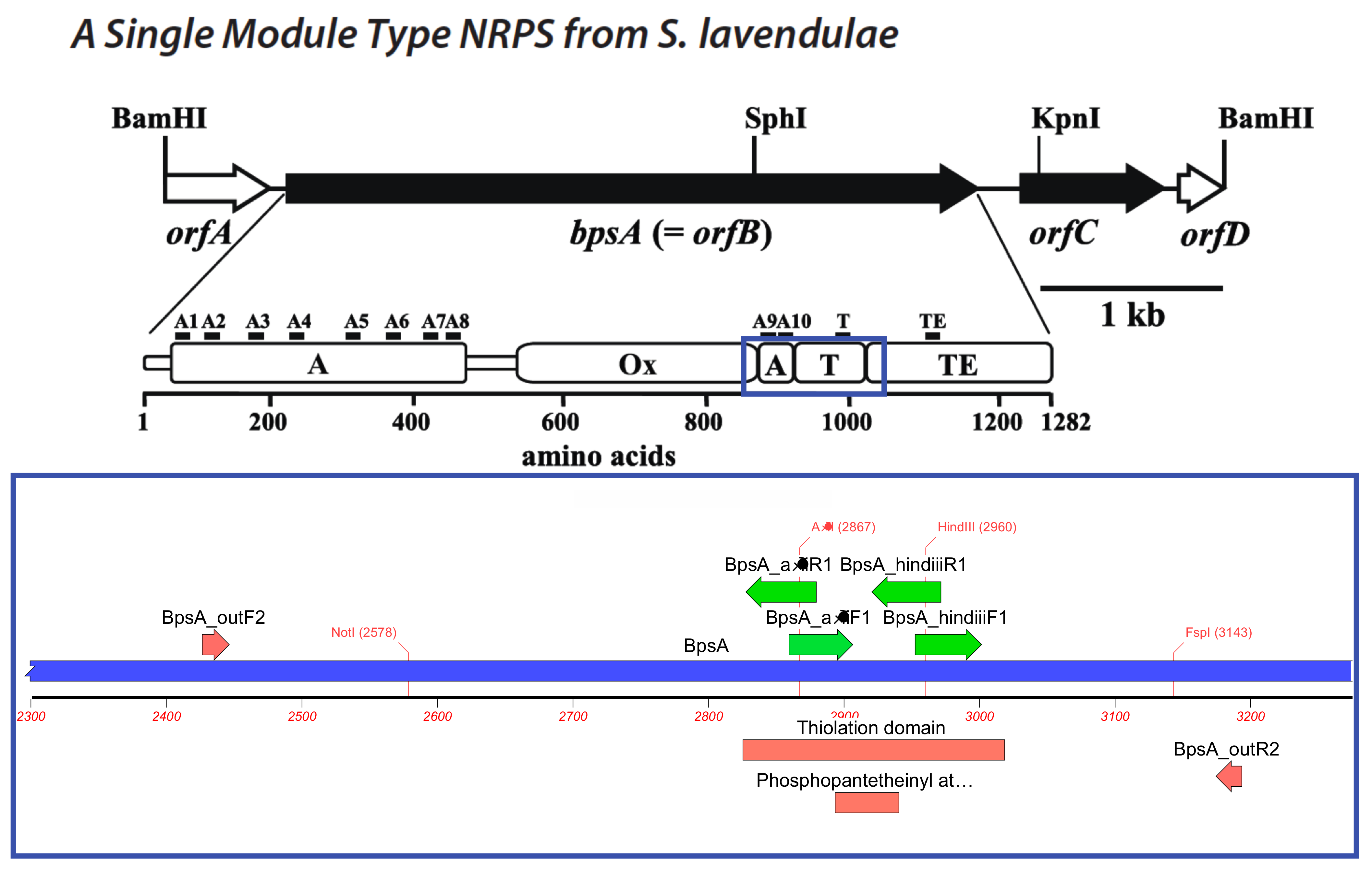 Microorganisms 10 00687 g001