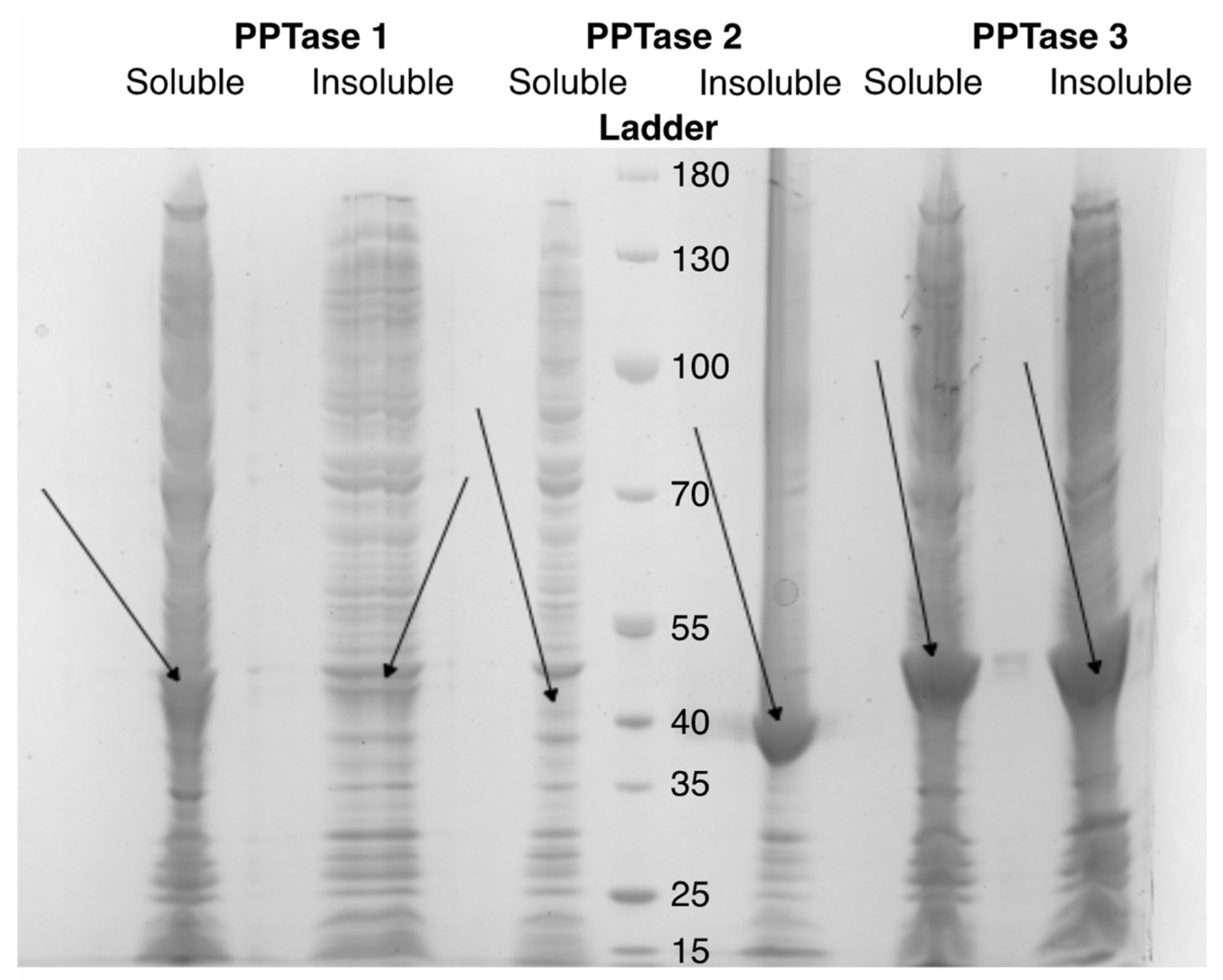 Microorganisms 10 00687 g004