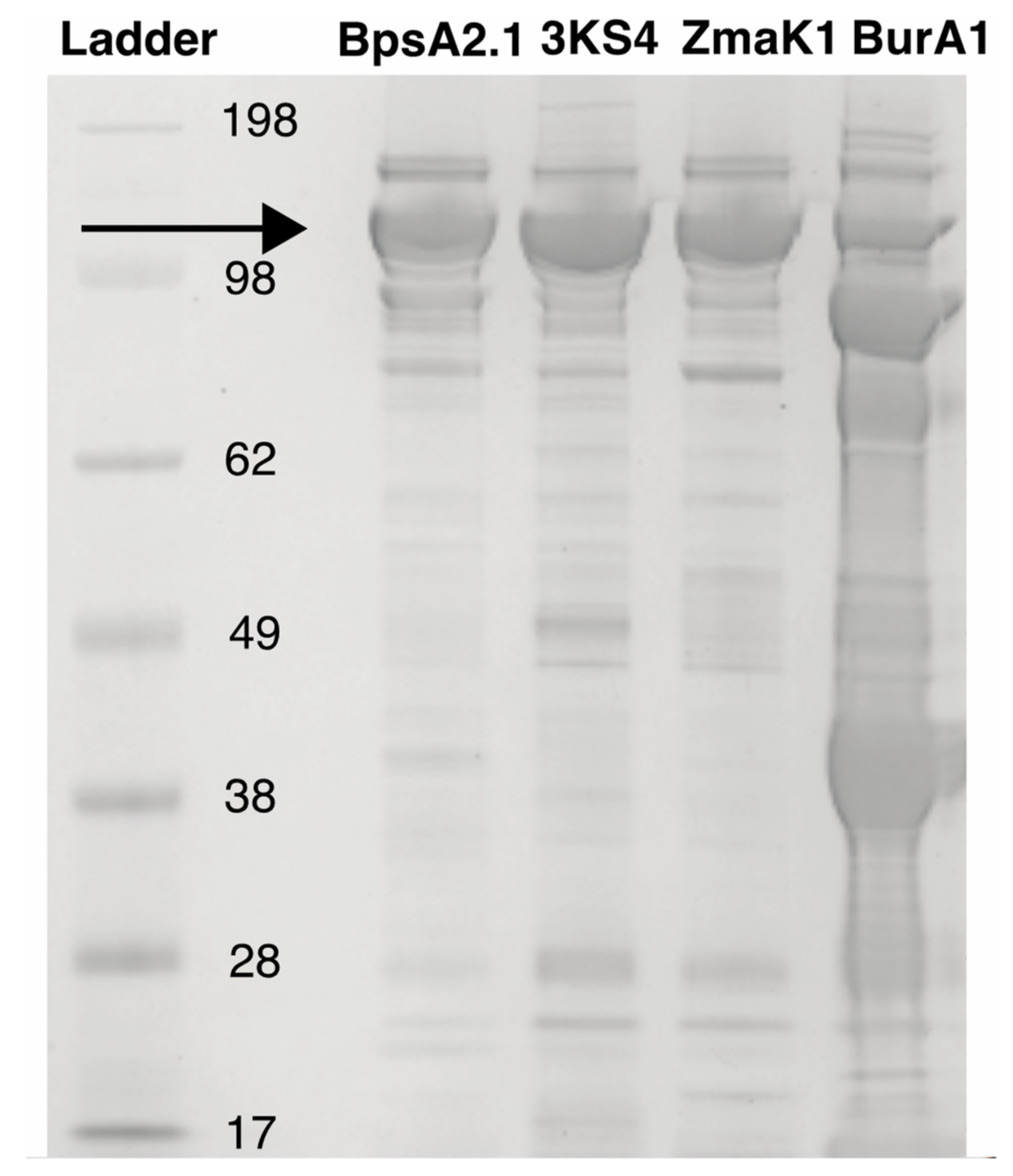 Microorganisms 10 00687 g005