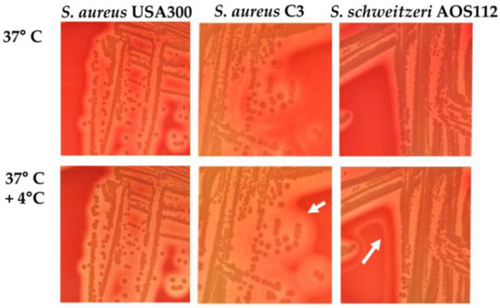 Microorganisms 10 00770 g001