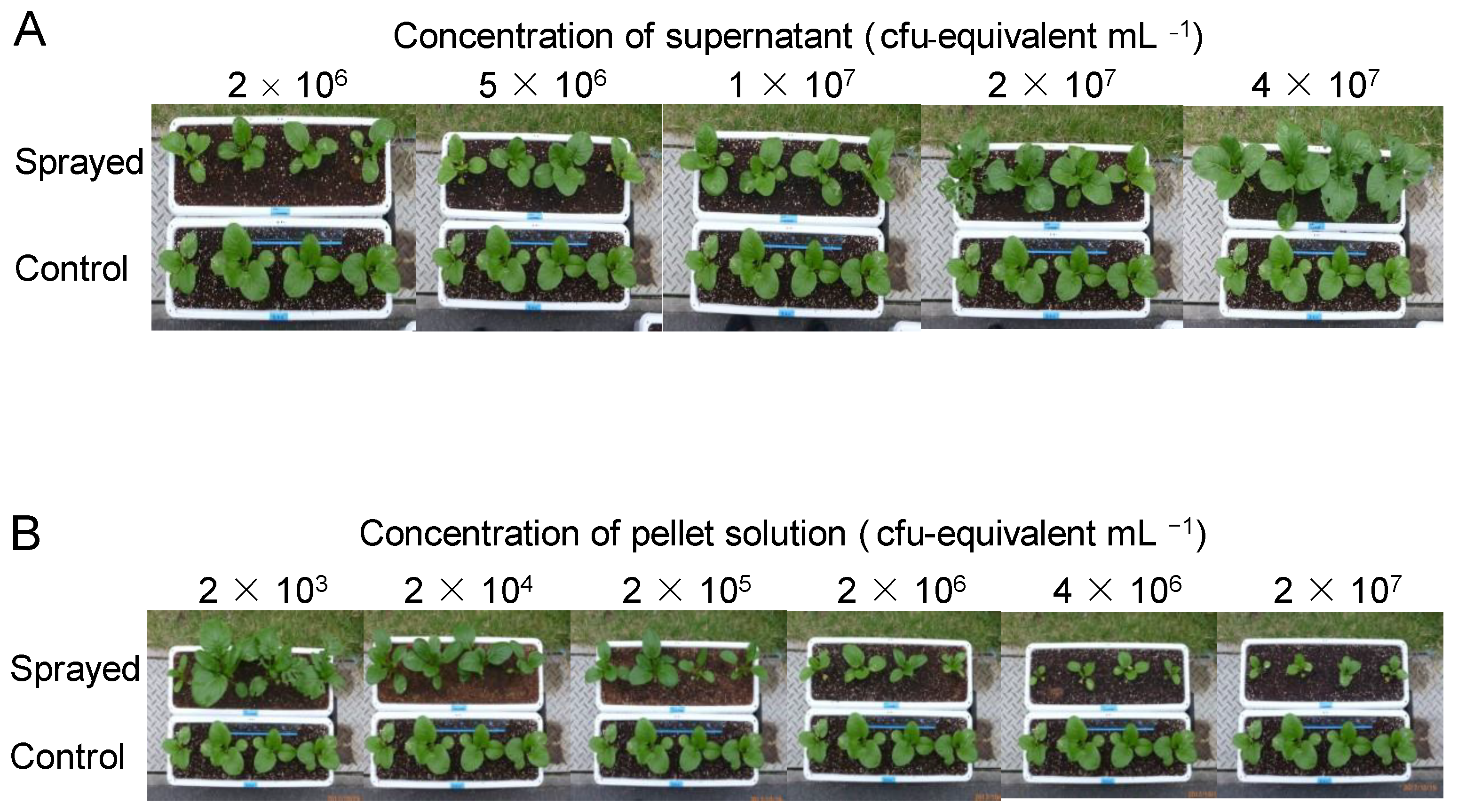 Microorganisms 10 00771 g003