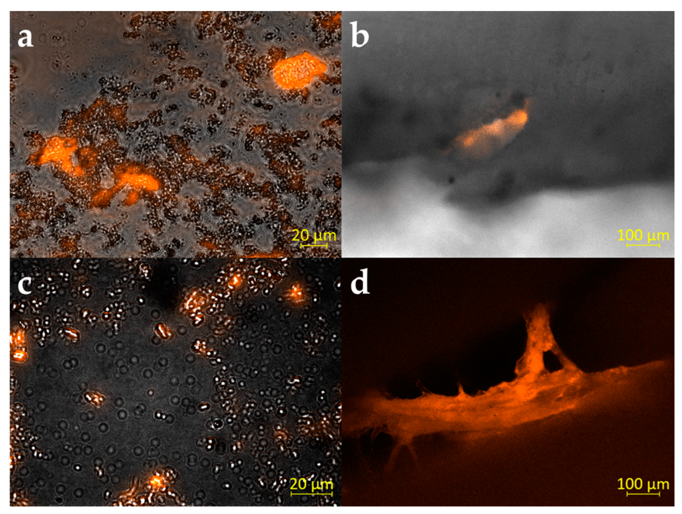 Microorganisms 10 00782 g004
