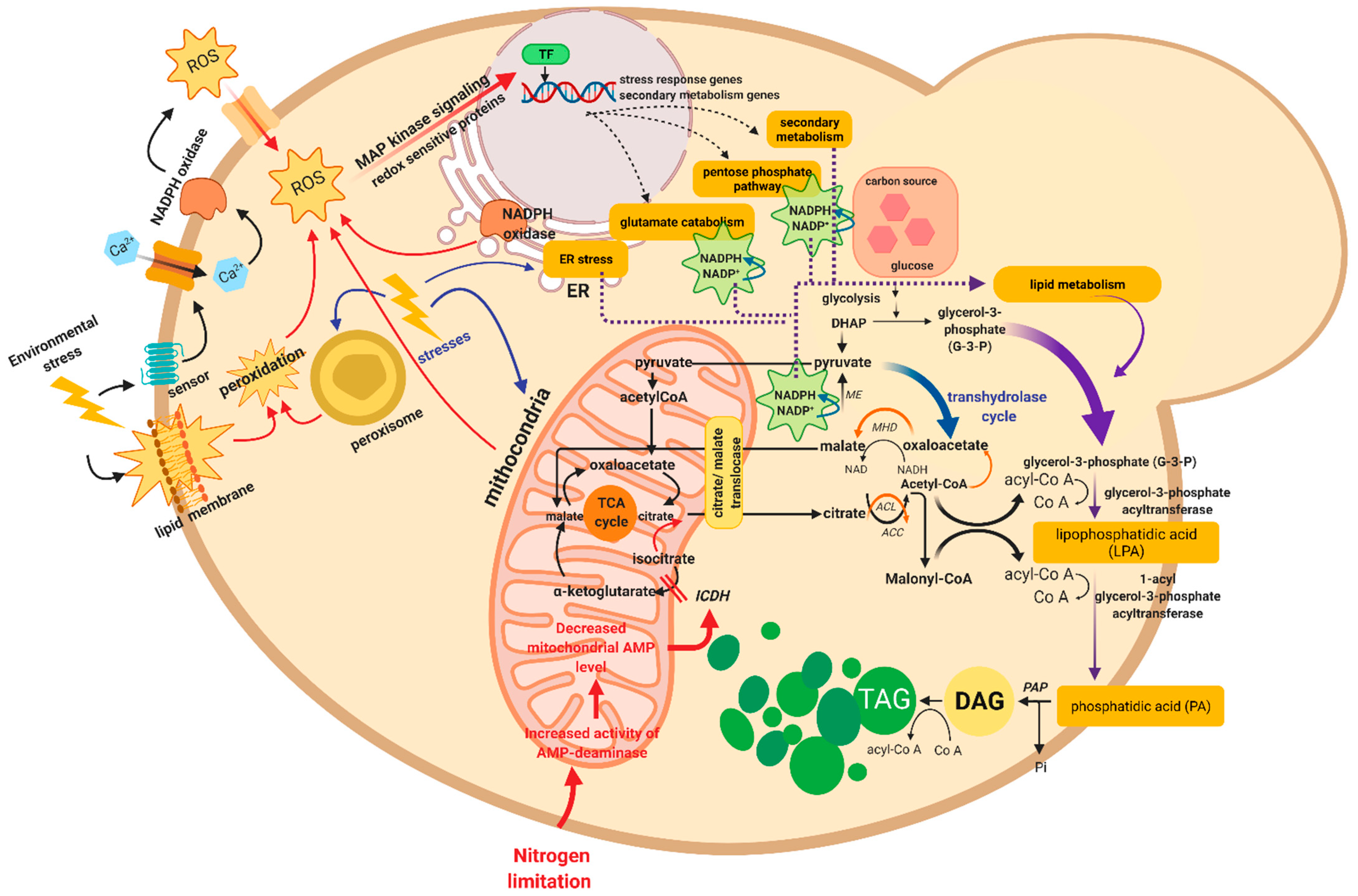 Microorganisms 10 00794 g002
