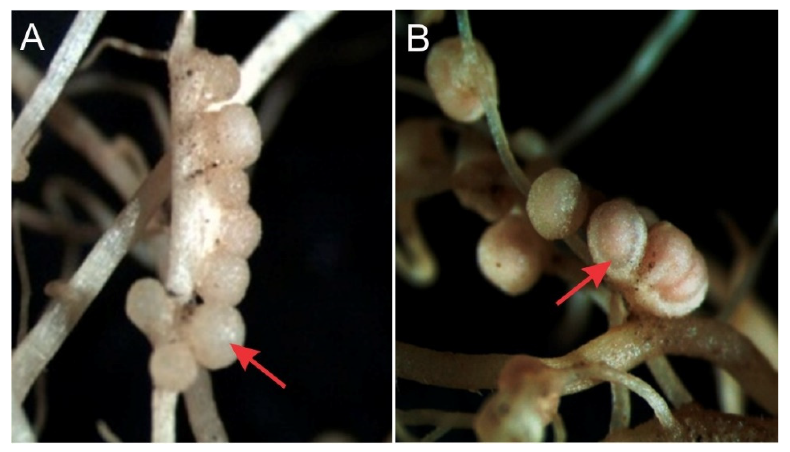 Microorganisms 10 00823 g001