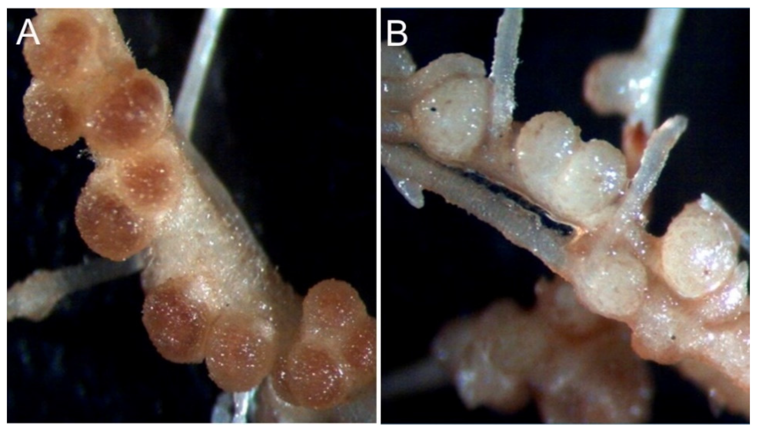 Microorganisms 10 00823 g003