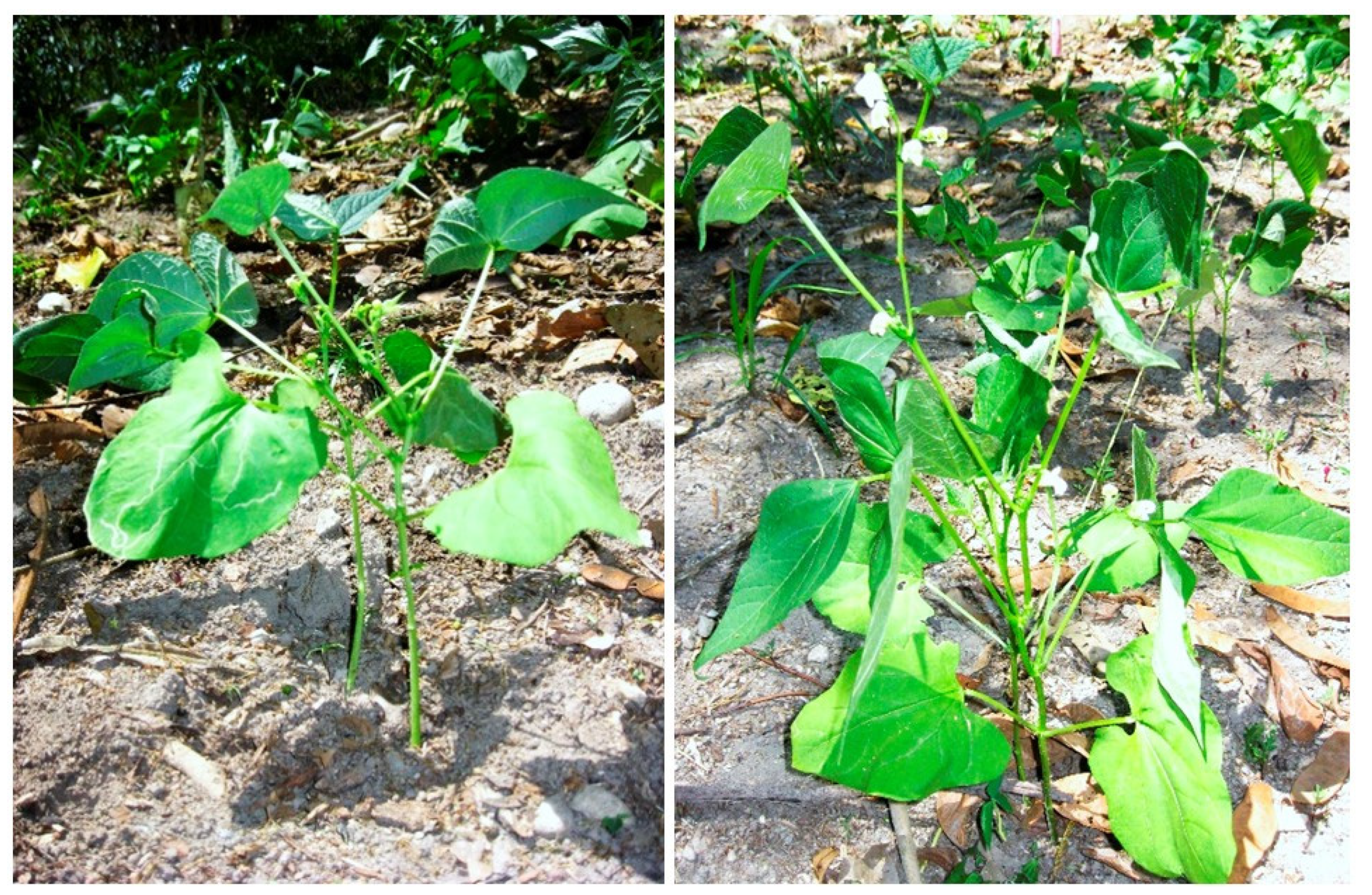 Microorganisms 10 00823 g004