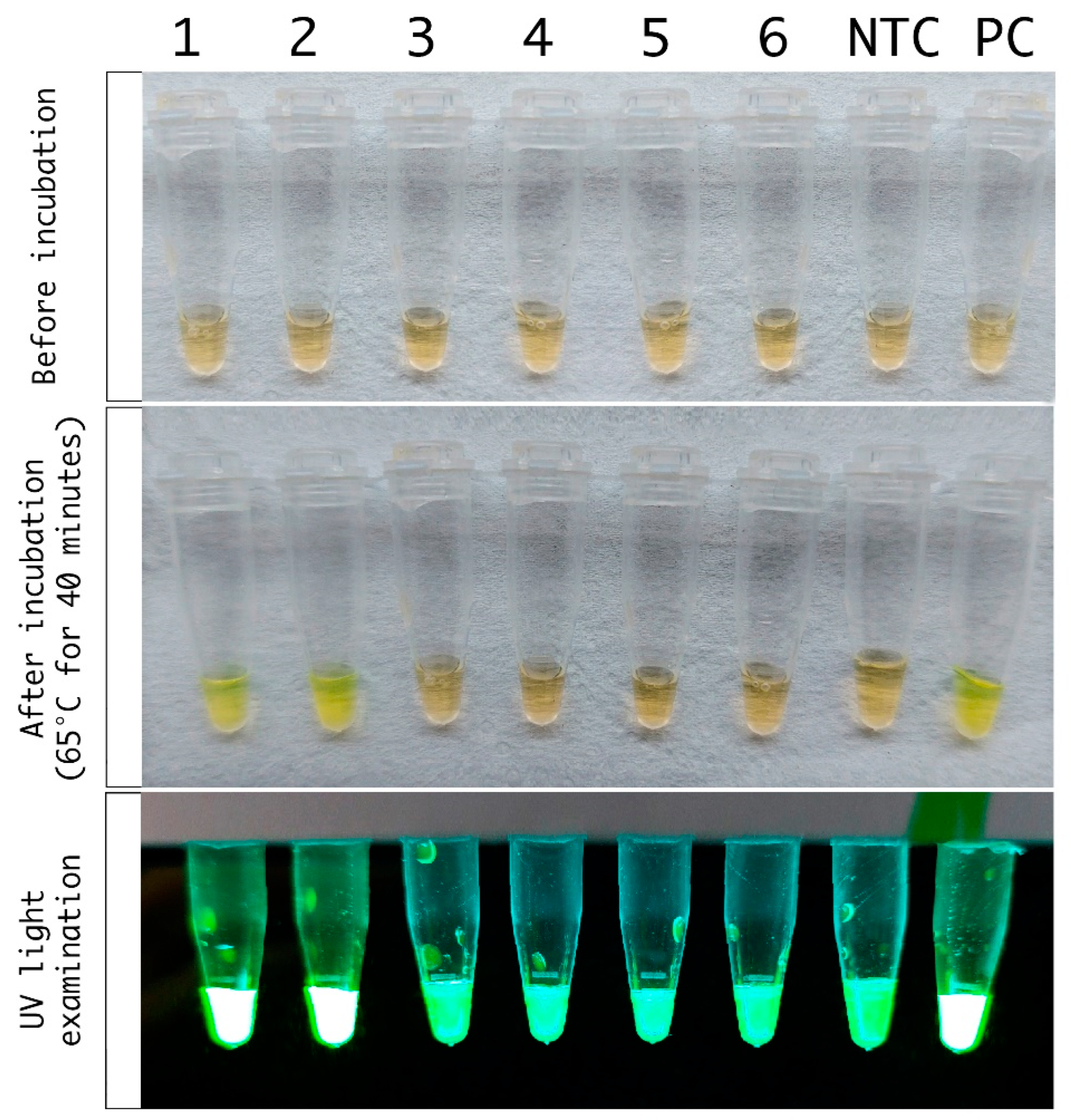 Microorganisms 10 00909 g002