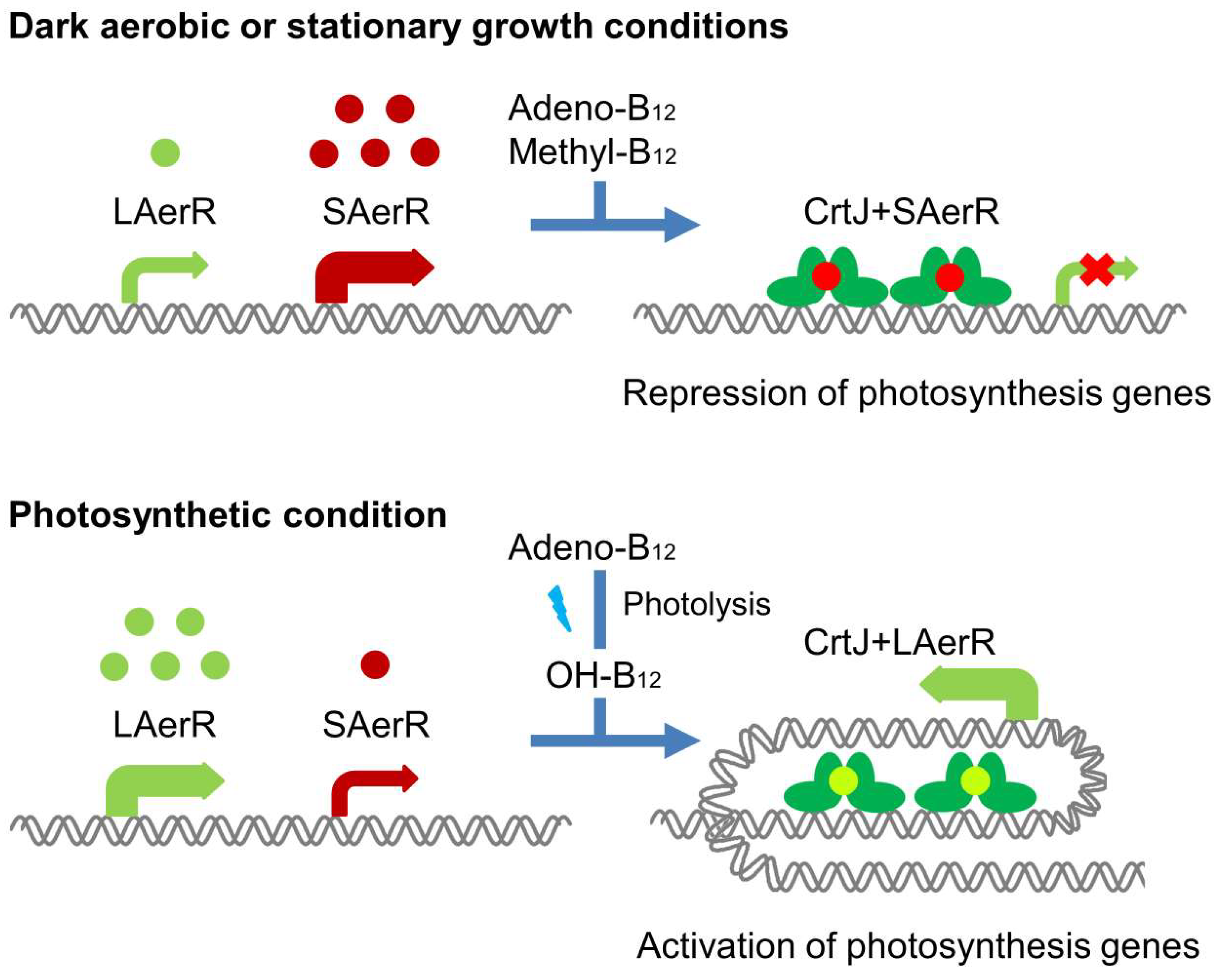 Microorganisms 10 00912 g001