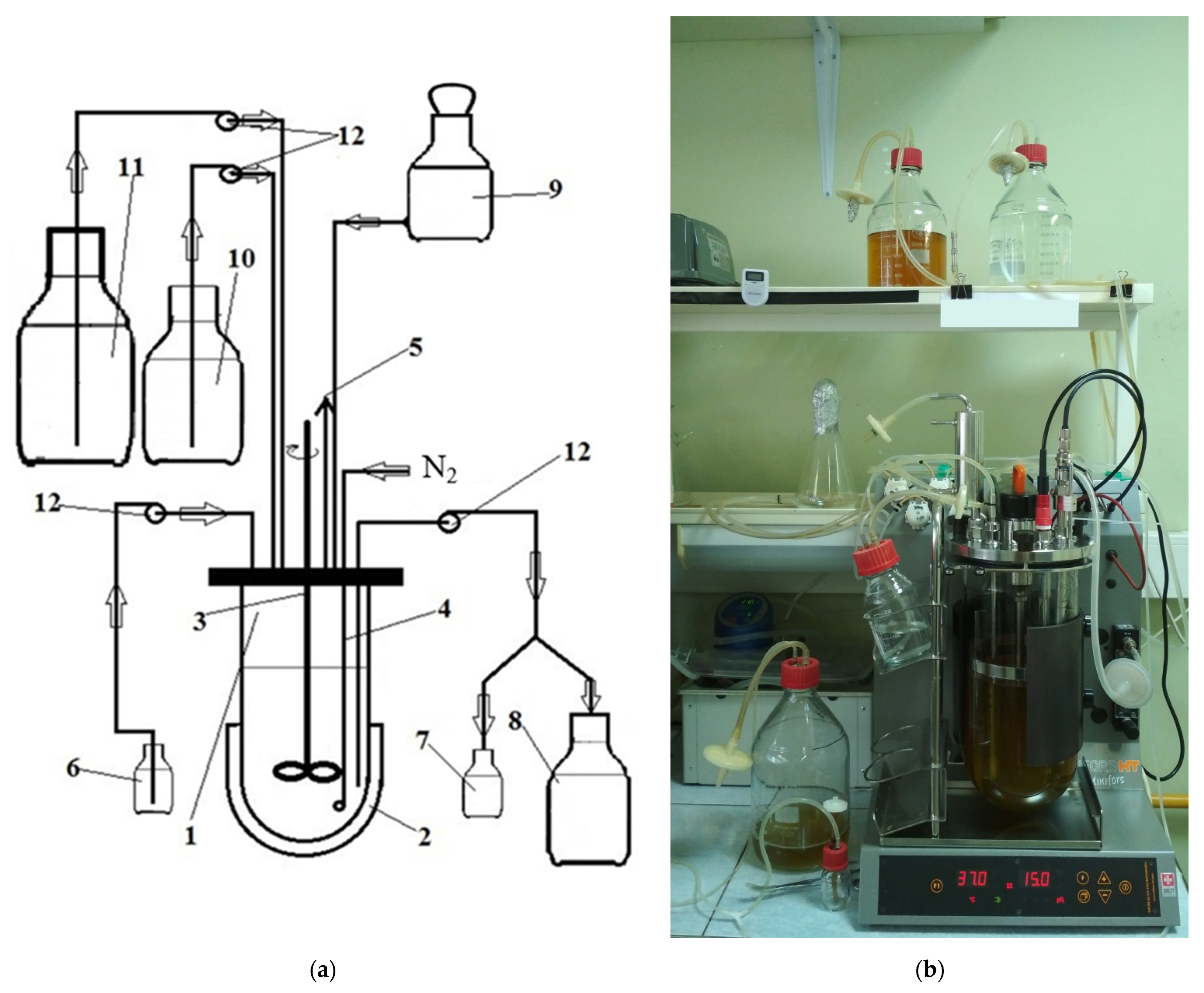 Microorganisms 10 00929 g001