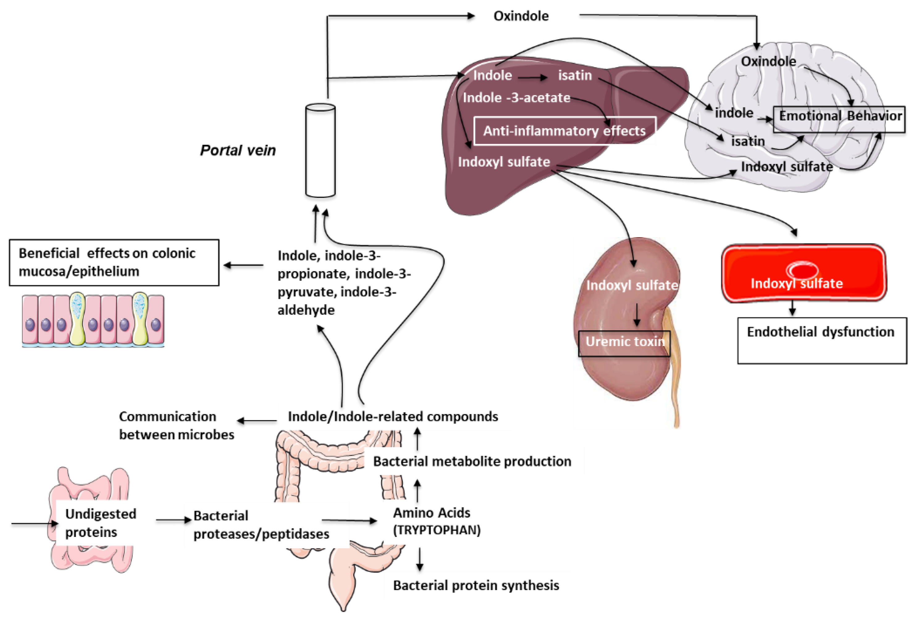 Microorganisms 10 00930 g001