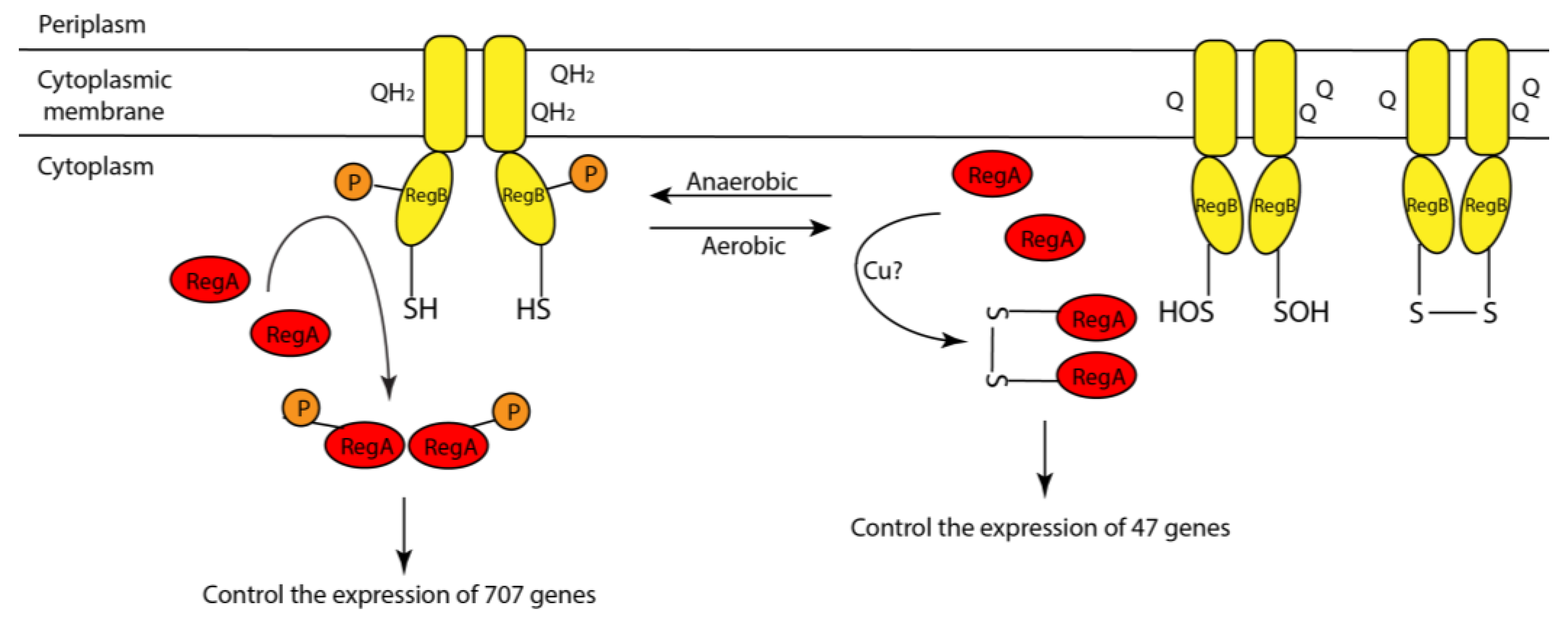 Microorganisms 10 00934 g009