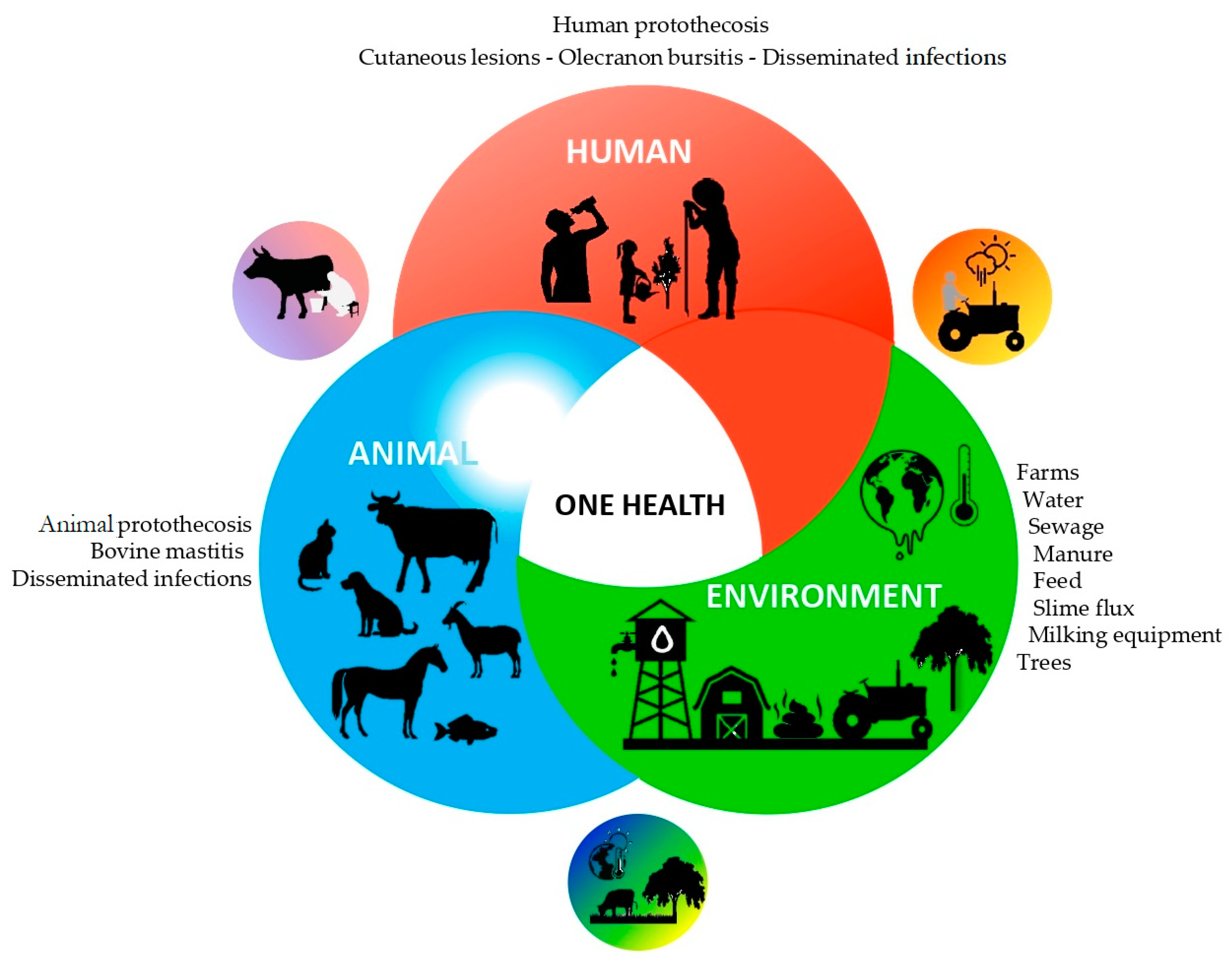 Microorganisms 10 00938 g003