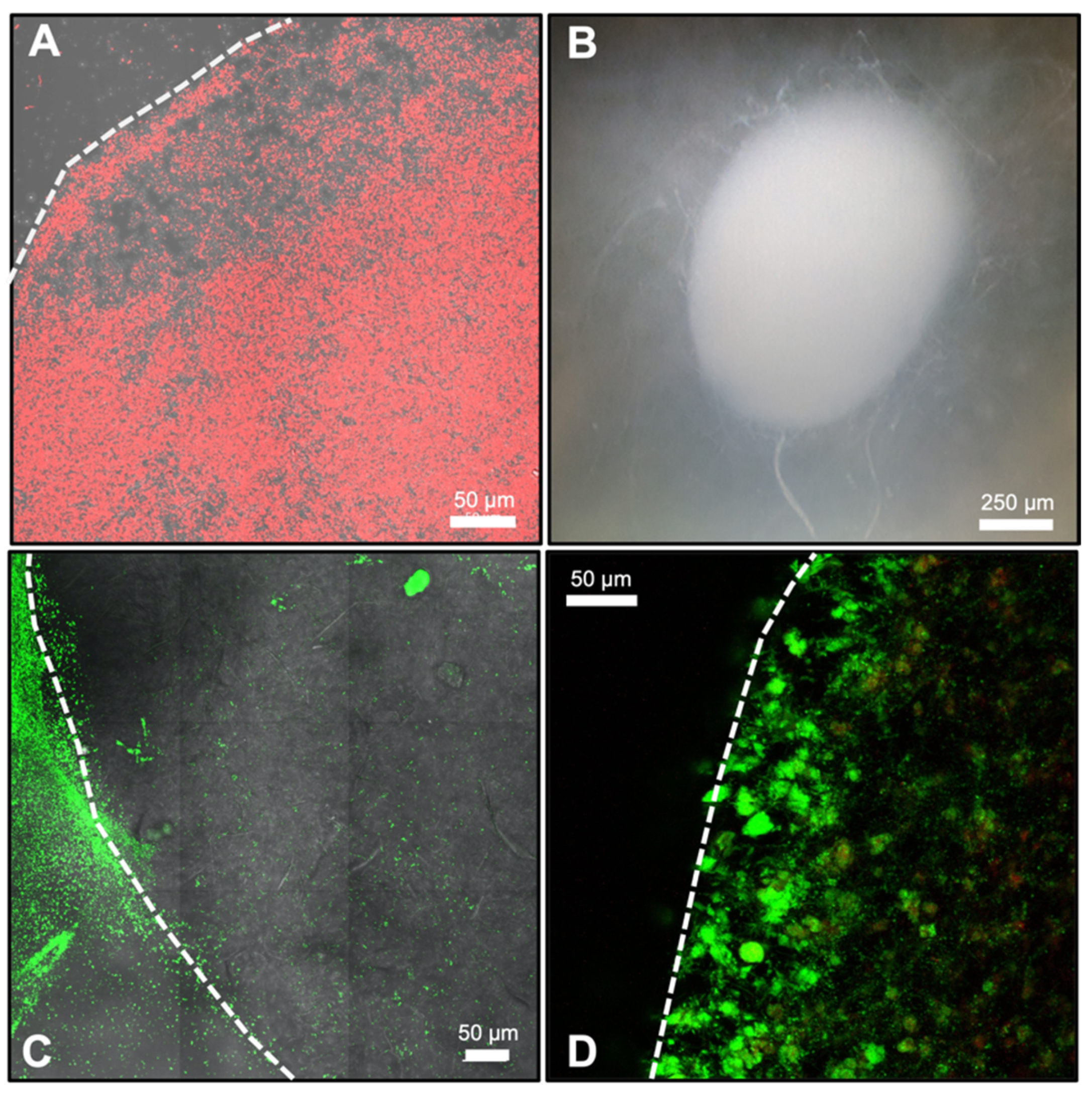 Microorganisms 10 00944 g002