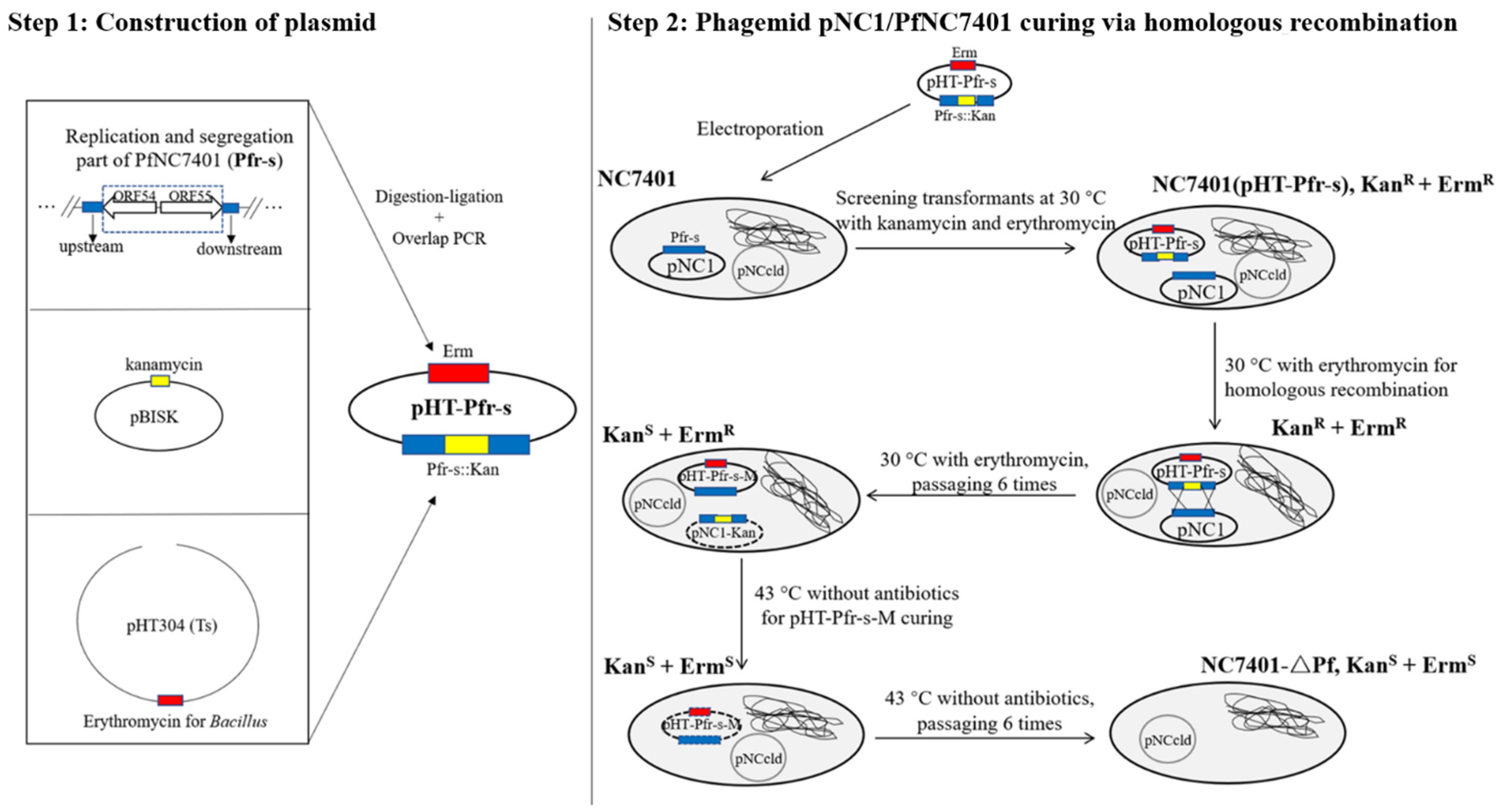 Microorganisms 10 00953 g001