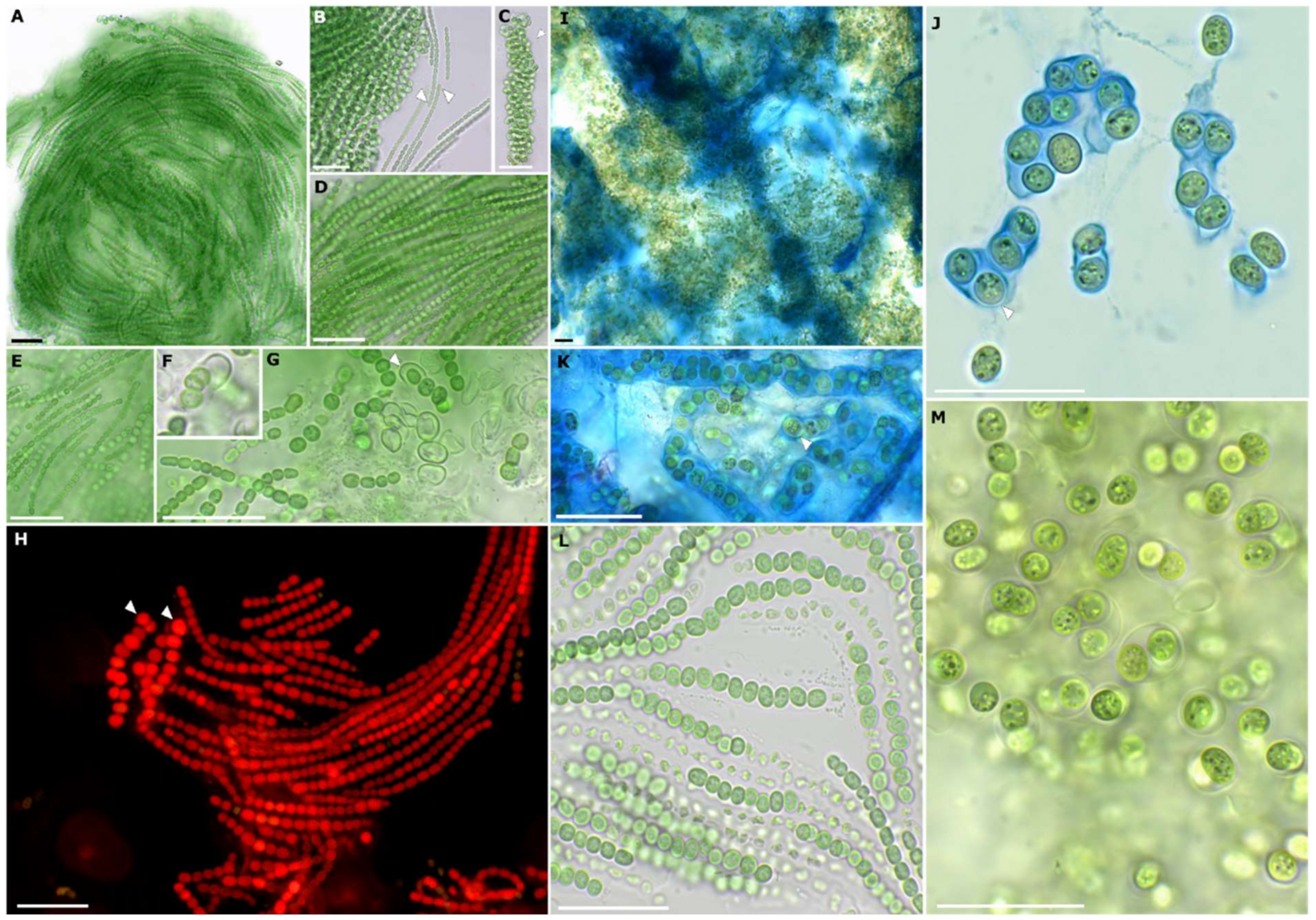 Microorganisms 10 00968 g003