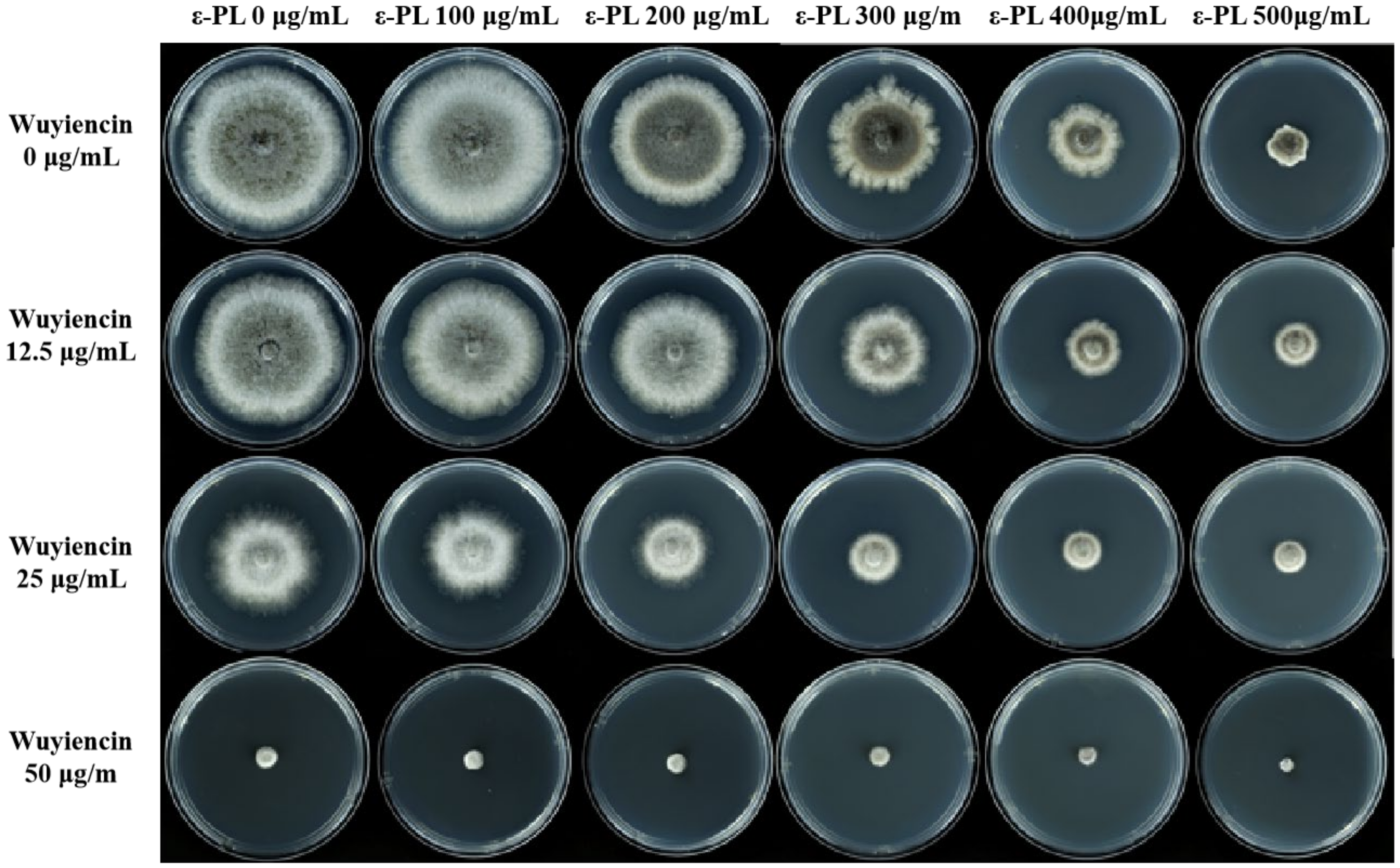 Microorganisms 10 00971 g002