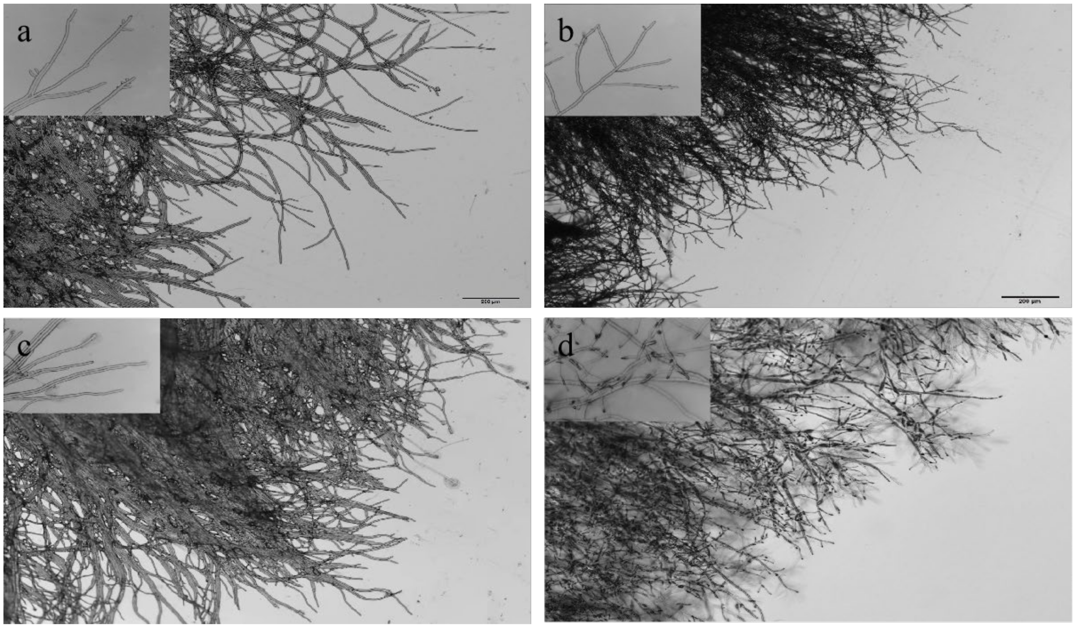 Microorganisms 10 00971 g003