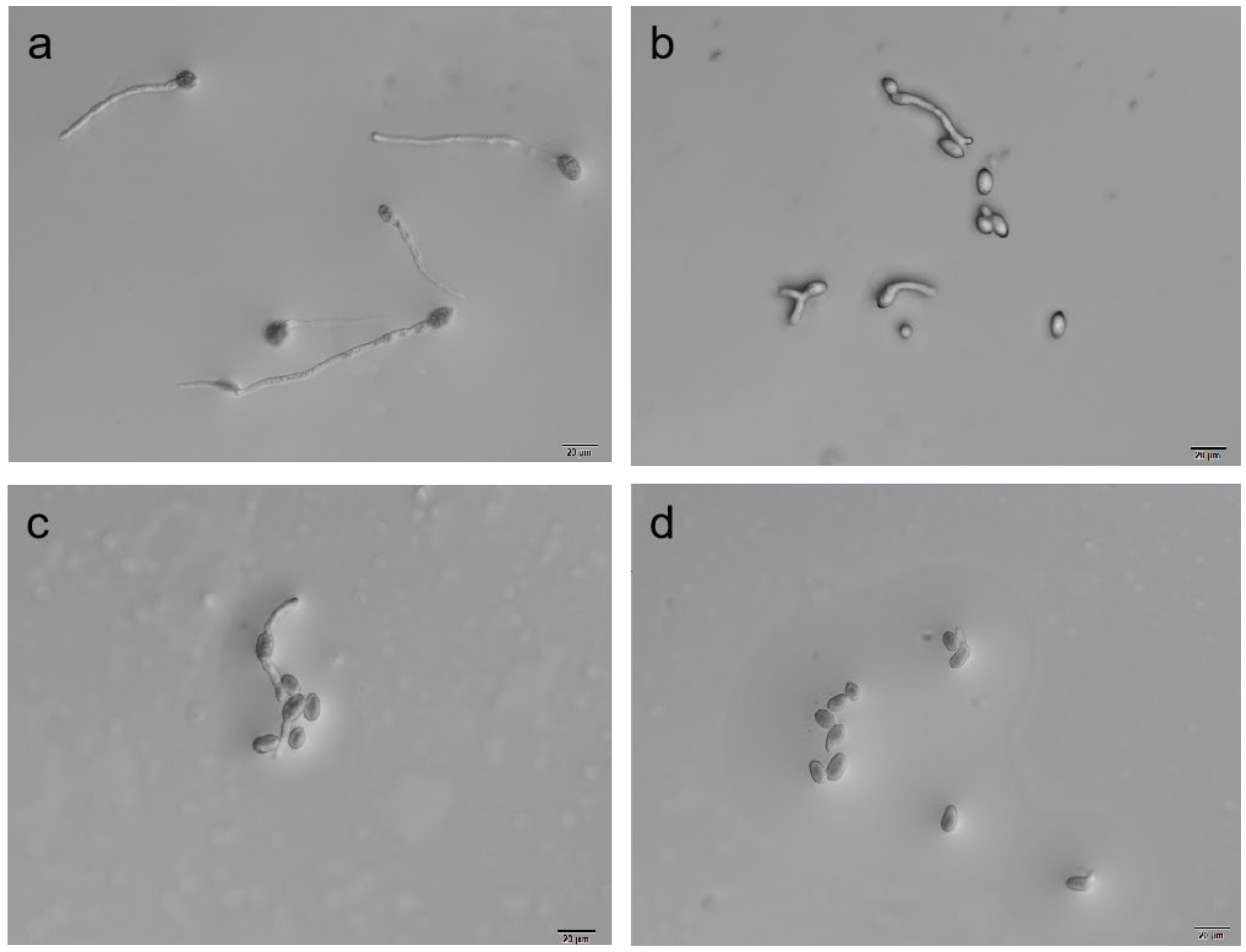 Microorganisms 10 00971 g004