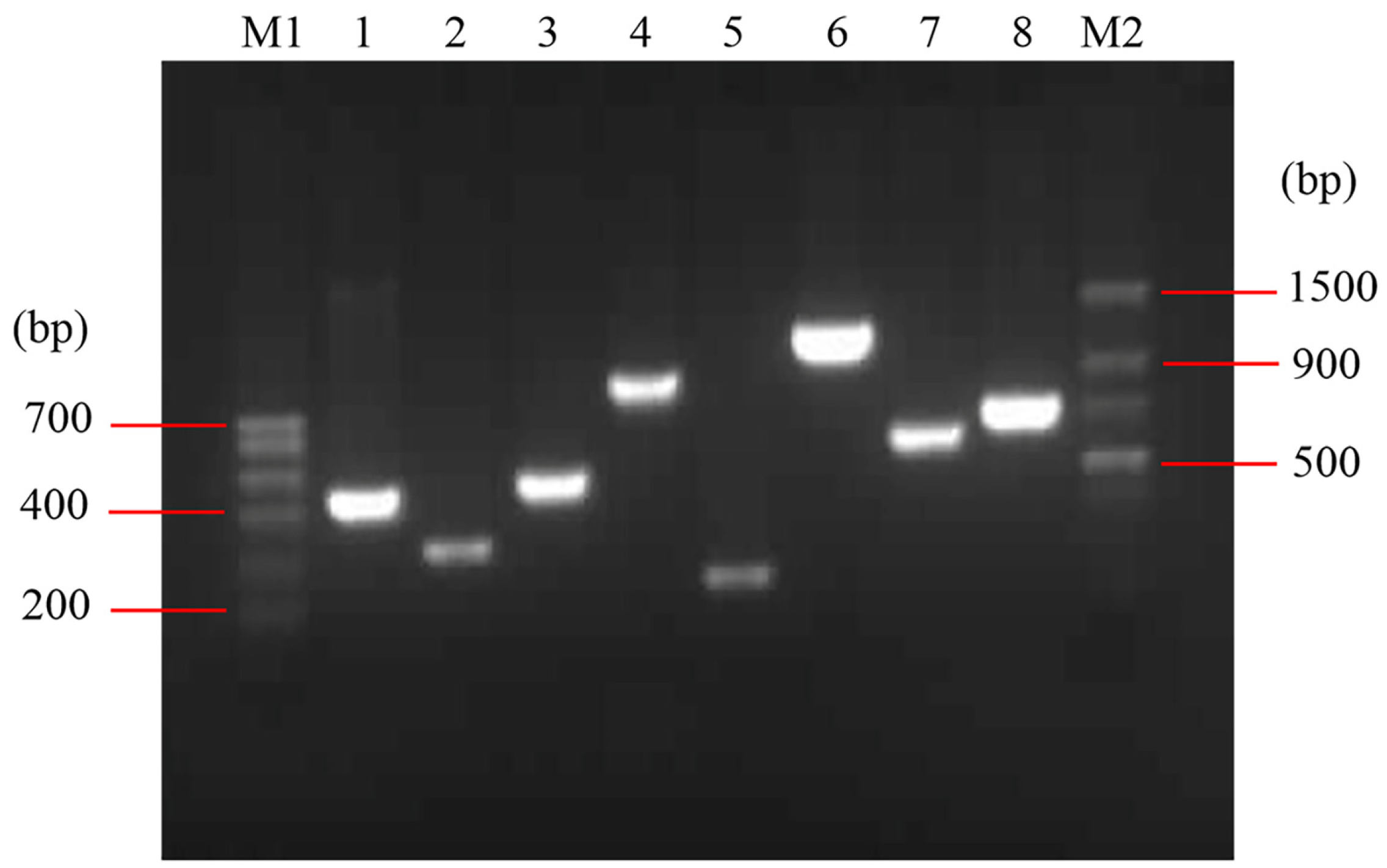Microorganisms 10 00982 g001