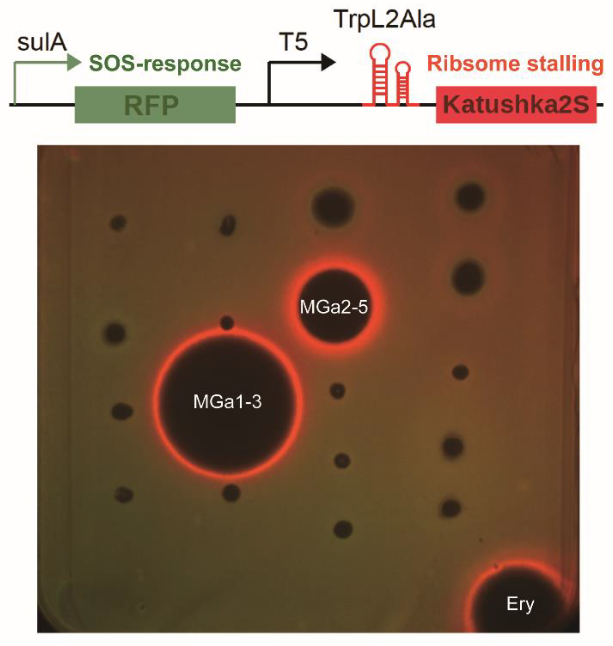 Microorganisms 10 00989 g004
