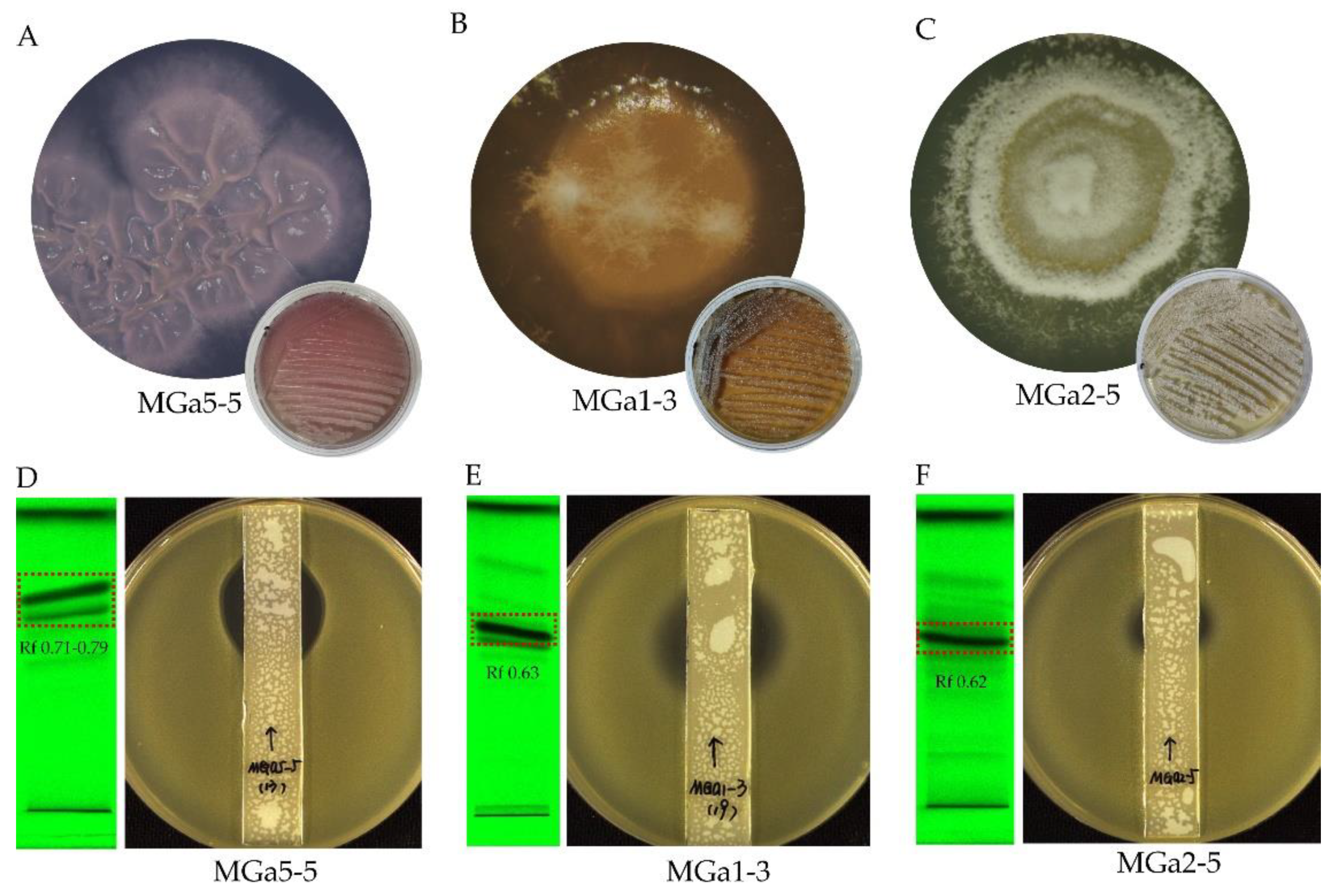 Microorganisms 10 00989 g005