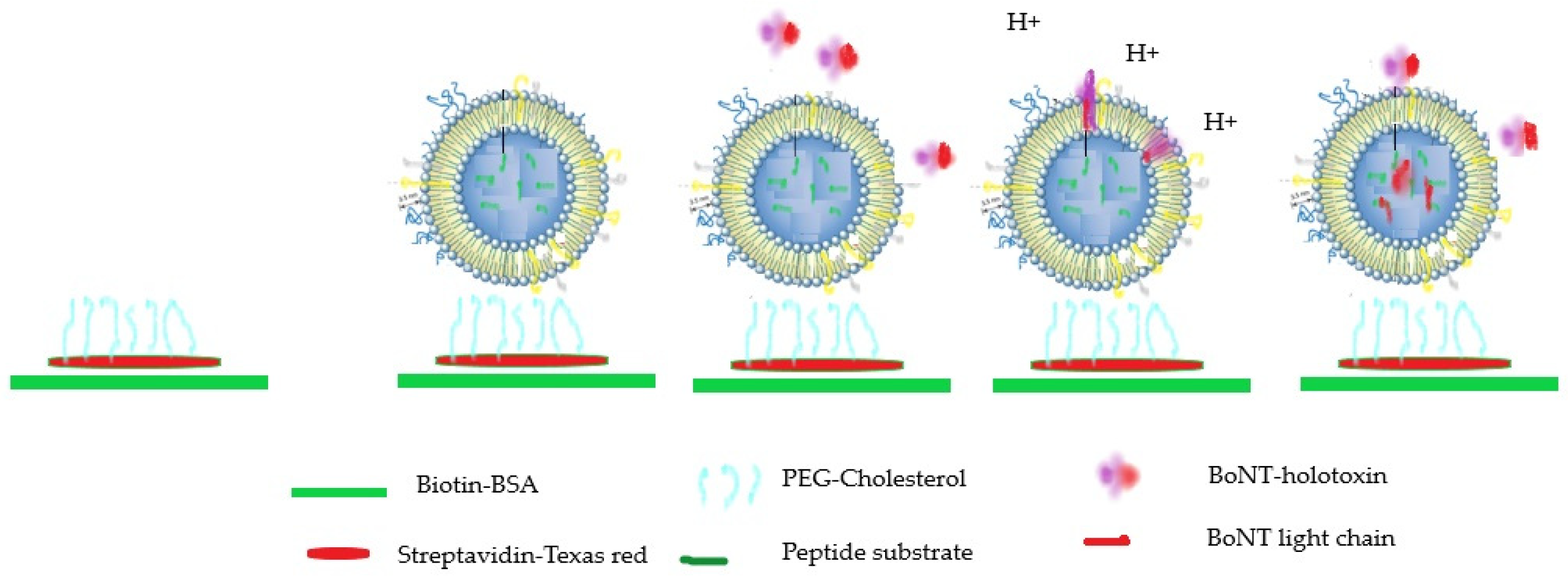 Microorganisms 10 01001 g002