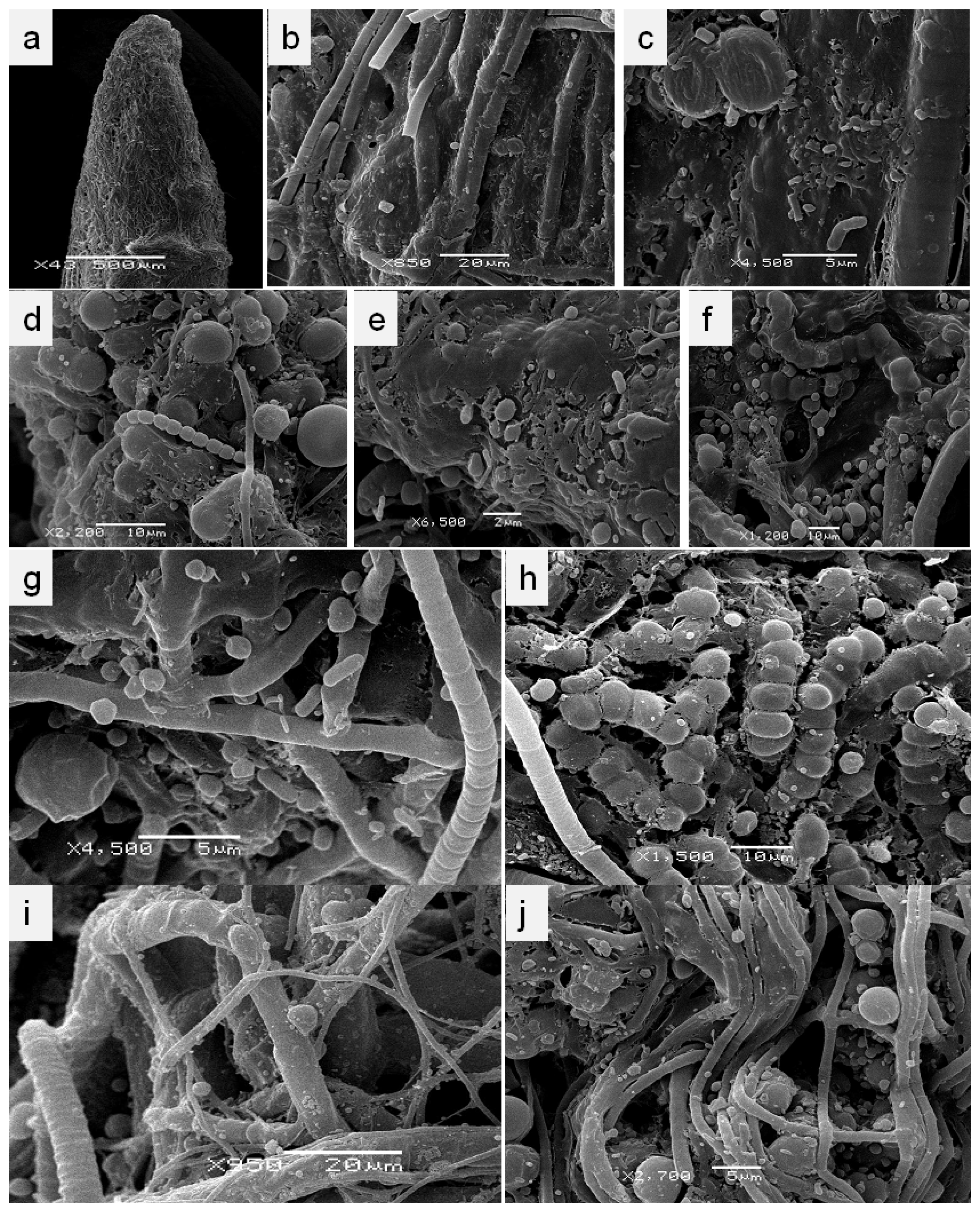 Microorganisms 10 01006 g002 Microorganisms 10 01006 g002