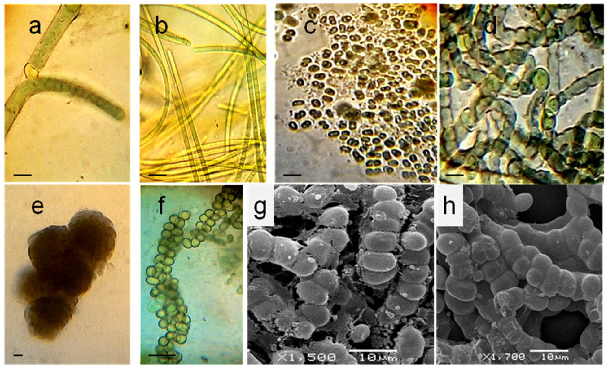 Microorganisms 10 01006 g005 Microorganisms 10 01006 g005