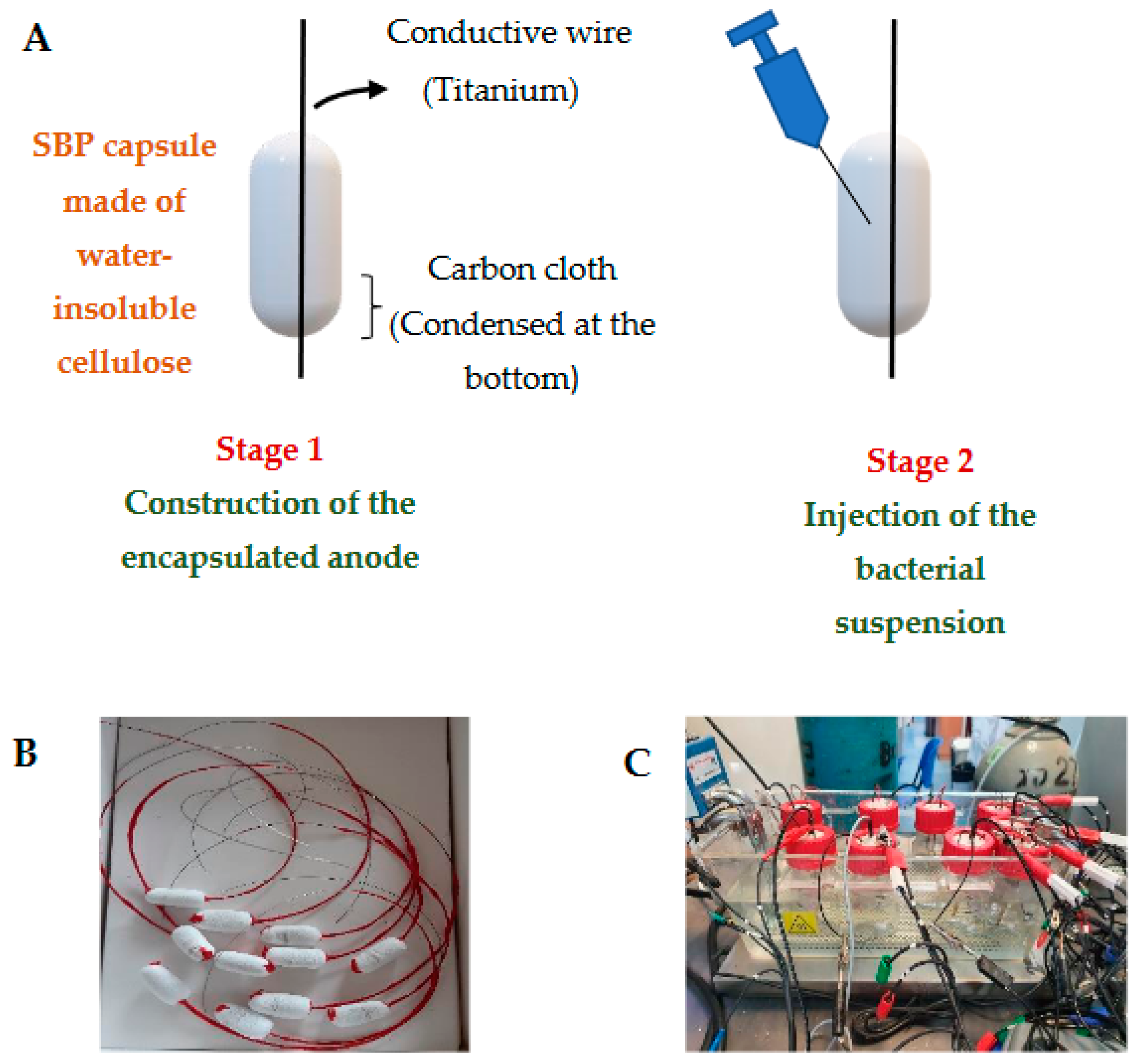Microorganisms 10 01007 g001