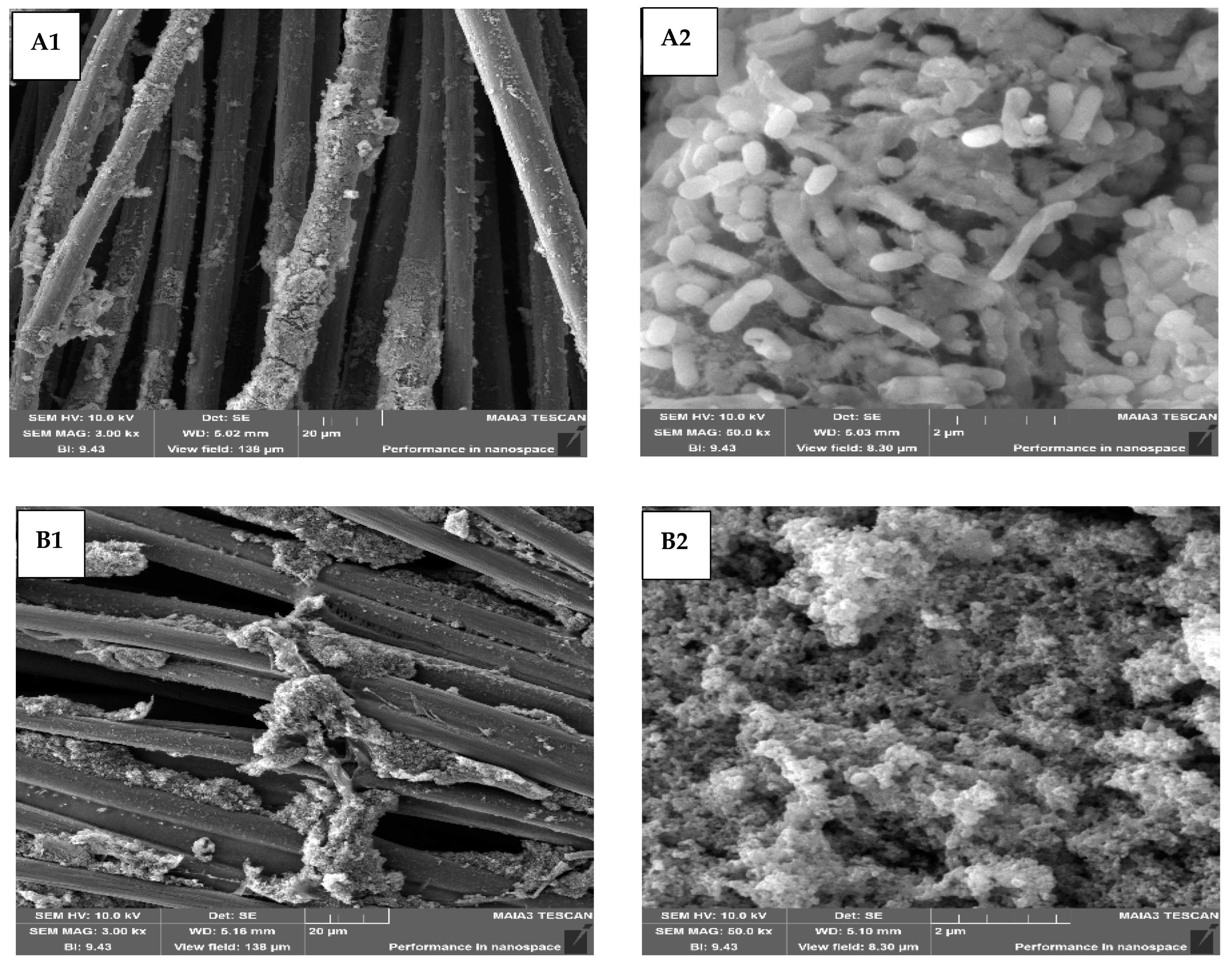Microorganisms 10 01007 g009