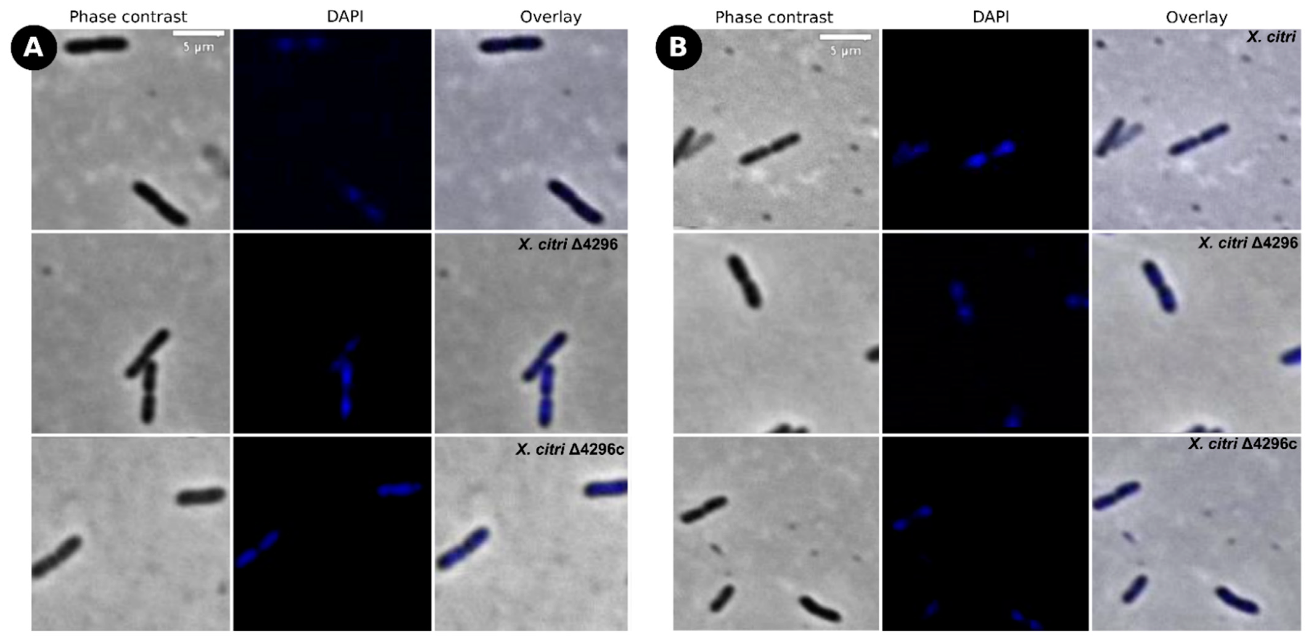 Microorganisms 10 01008 g006